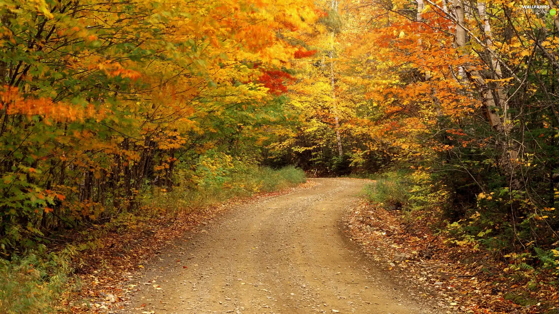 Path, forest, autumn