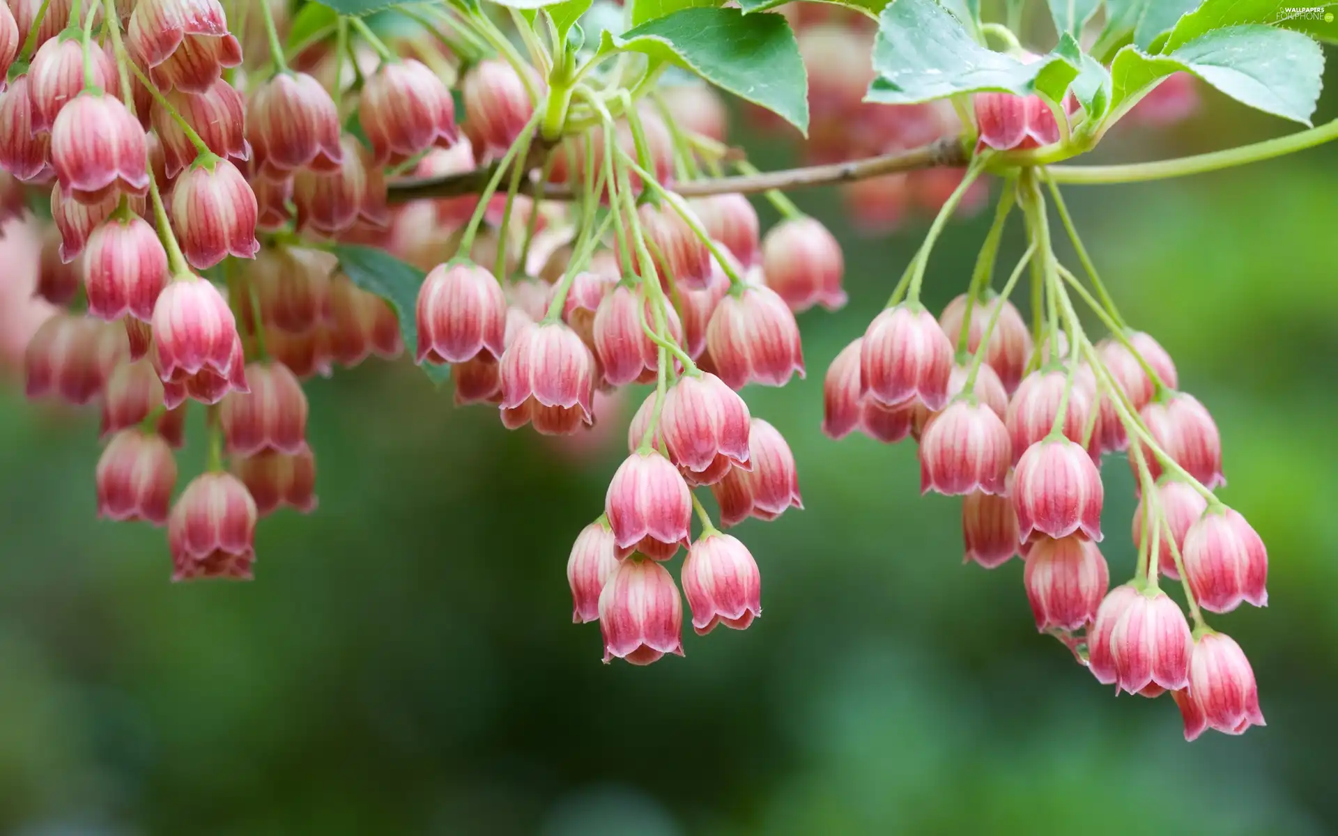 bells, little doggies, Pink