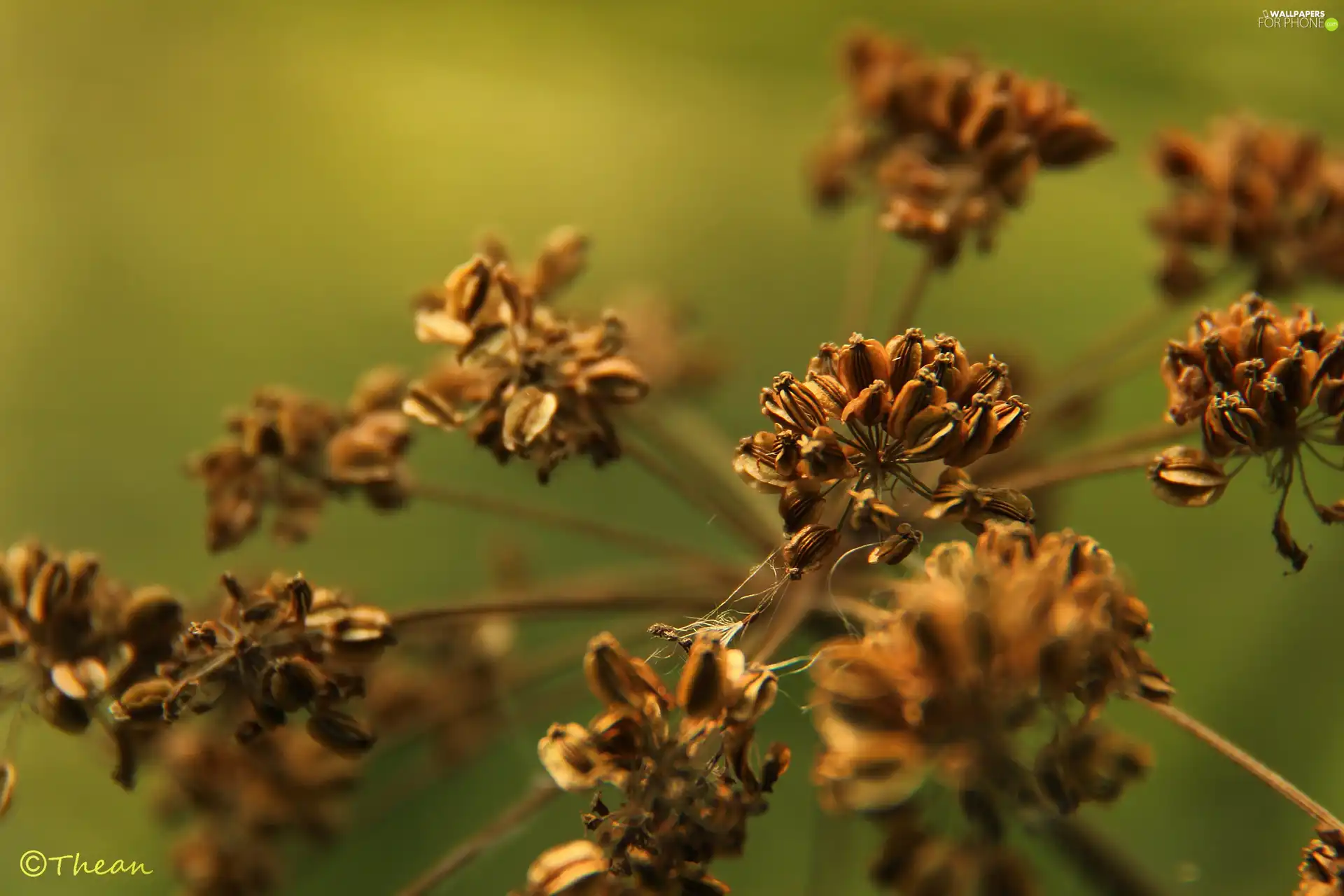 dry, plant