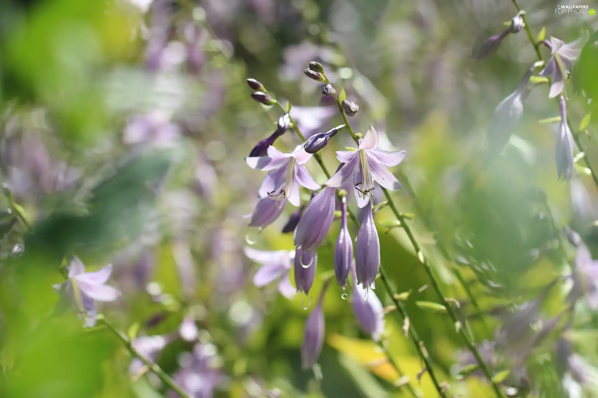 Funkia, Flowers, rapprochement, purple