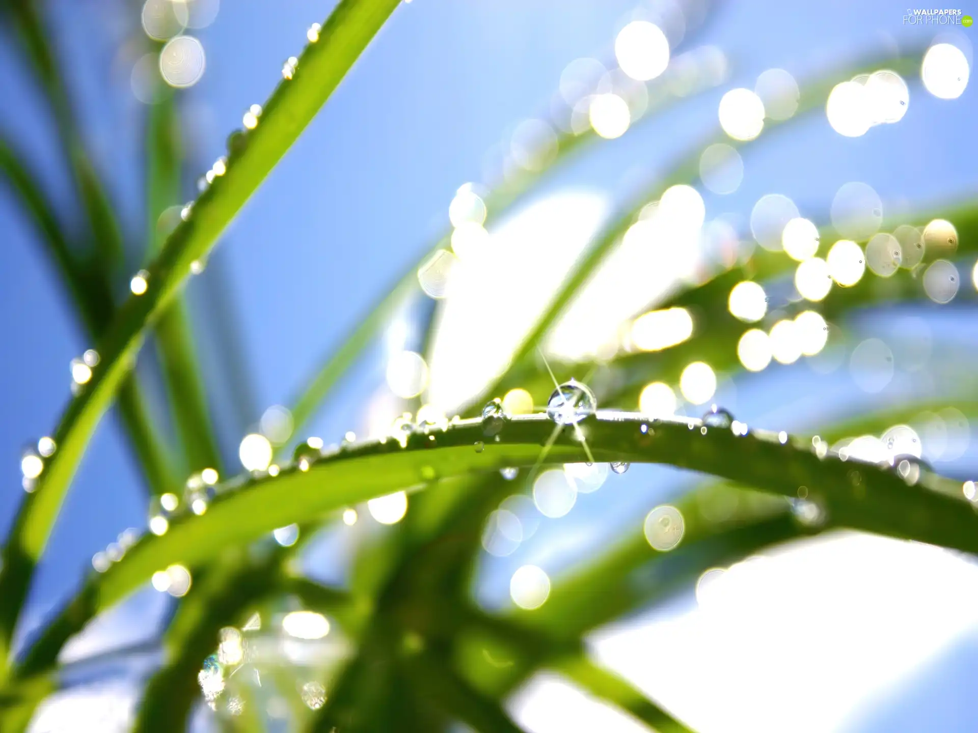 drops, Leaf, rays, sun, water, grass