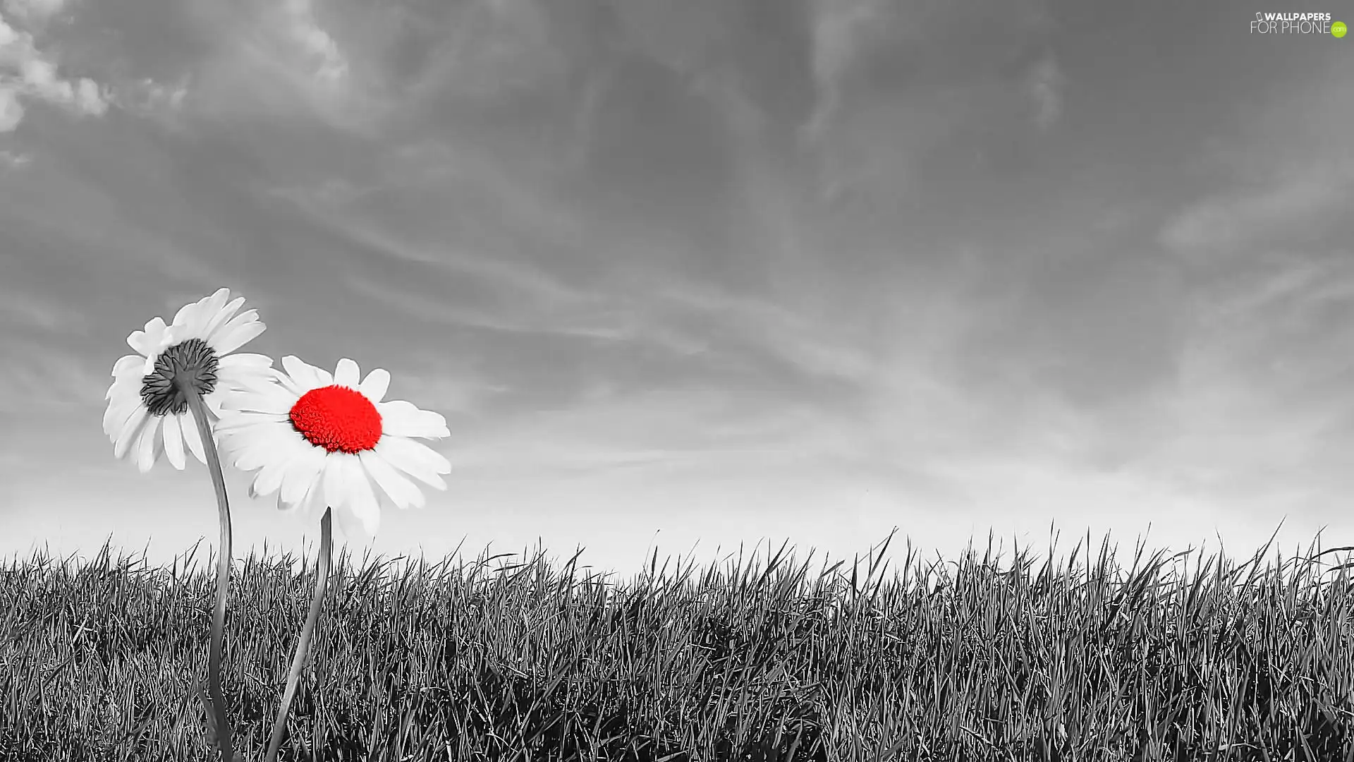 Red, Flower, white