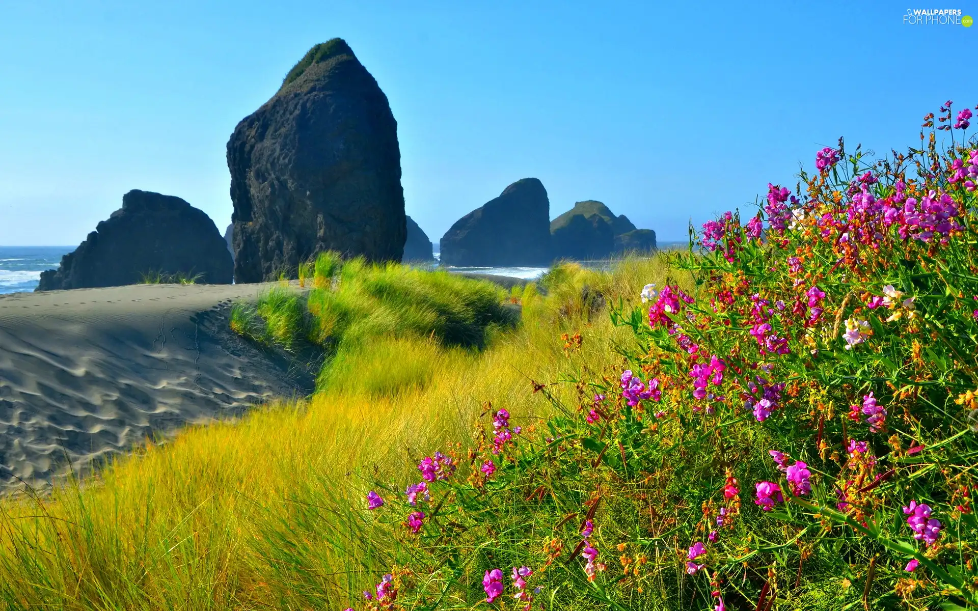 rocks, Meadow, Flowers