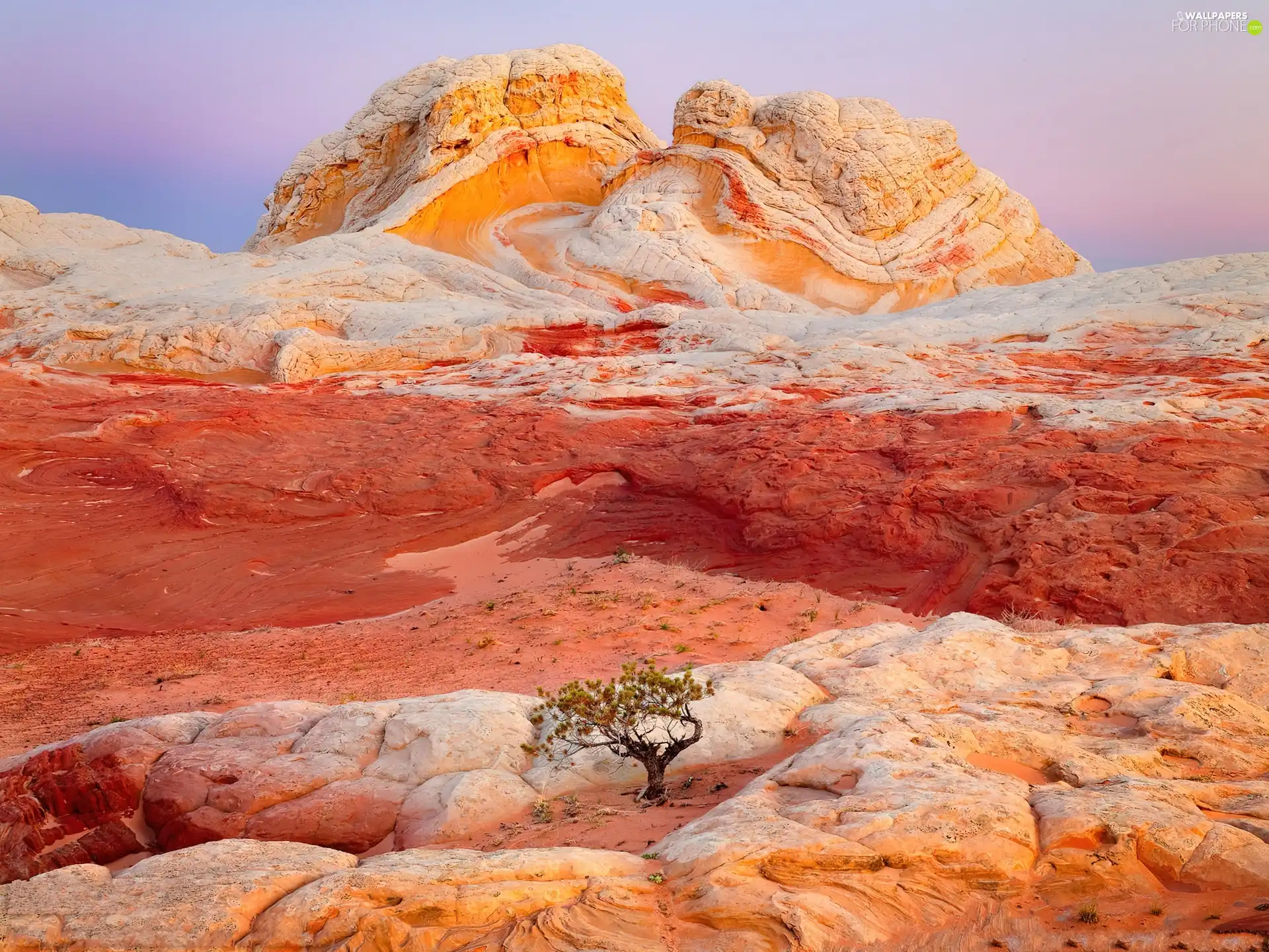 sapling, Red, rocks, orange