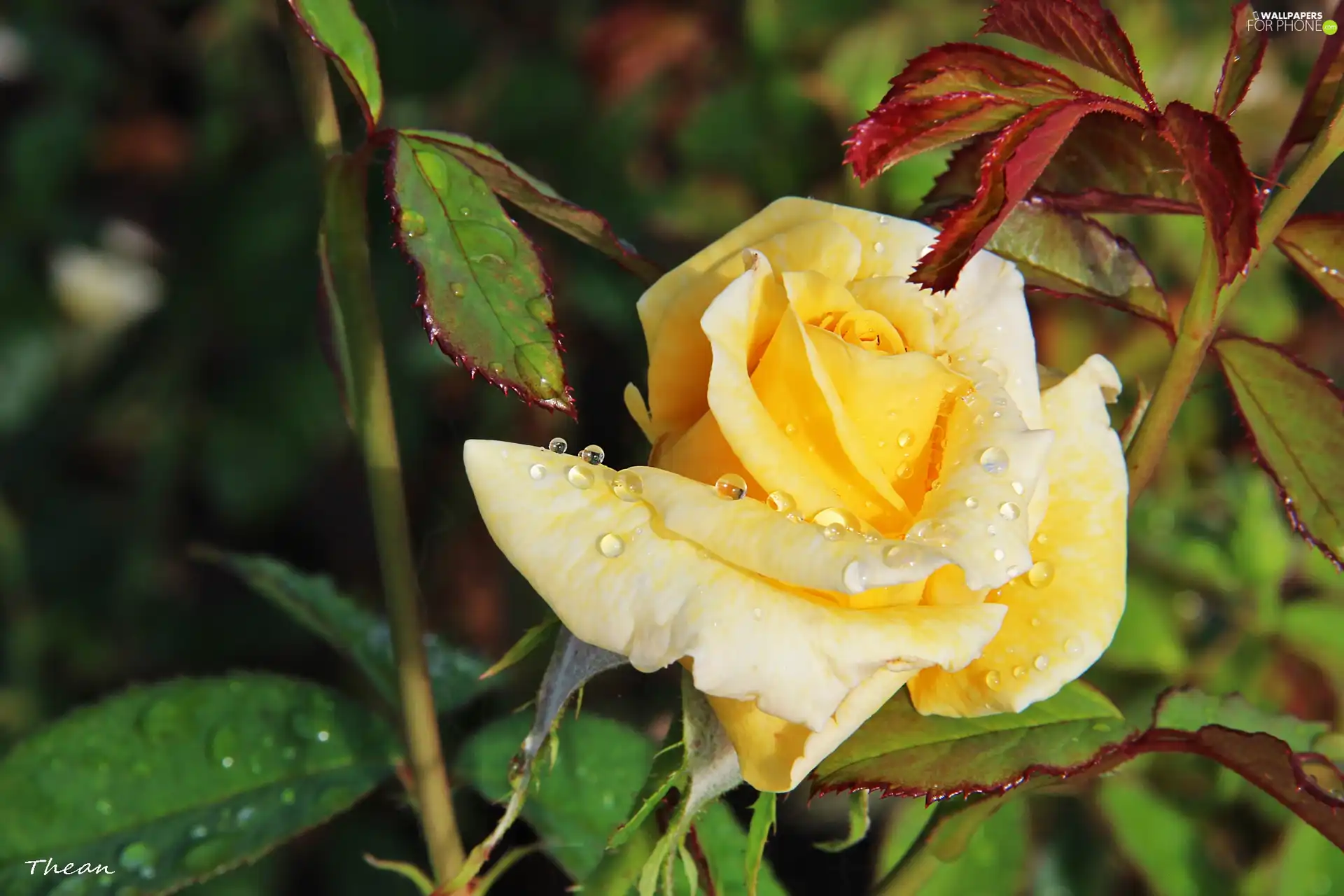 rose, YELLOW, wet