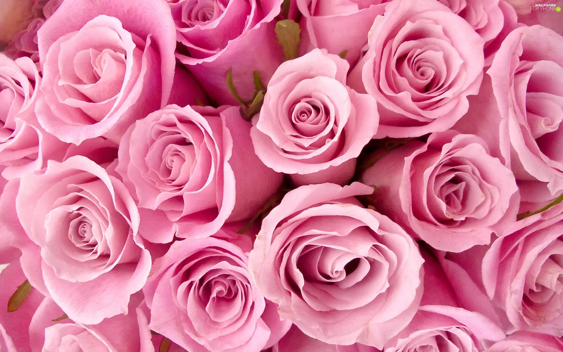 Pink, roses