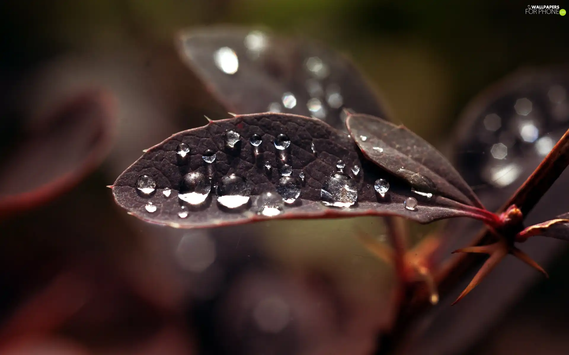 structure, drops, Rosy, leaf