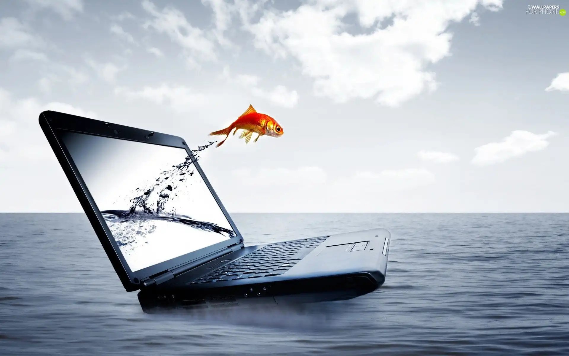 sea, laptop, fish