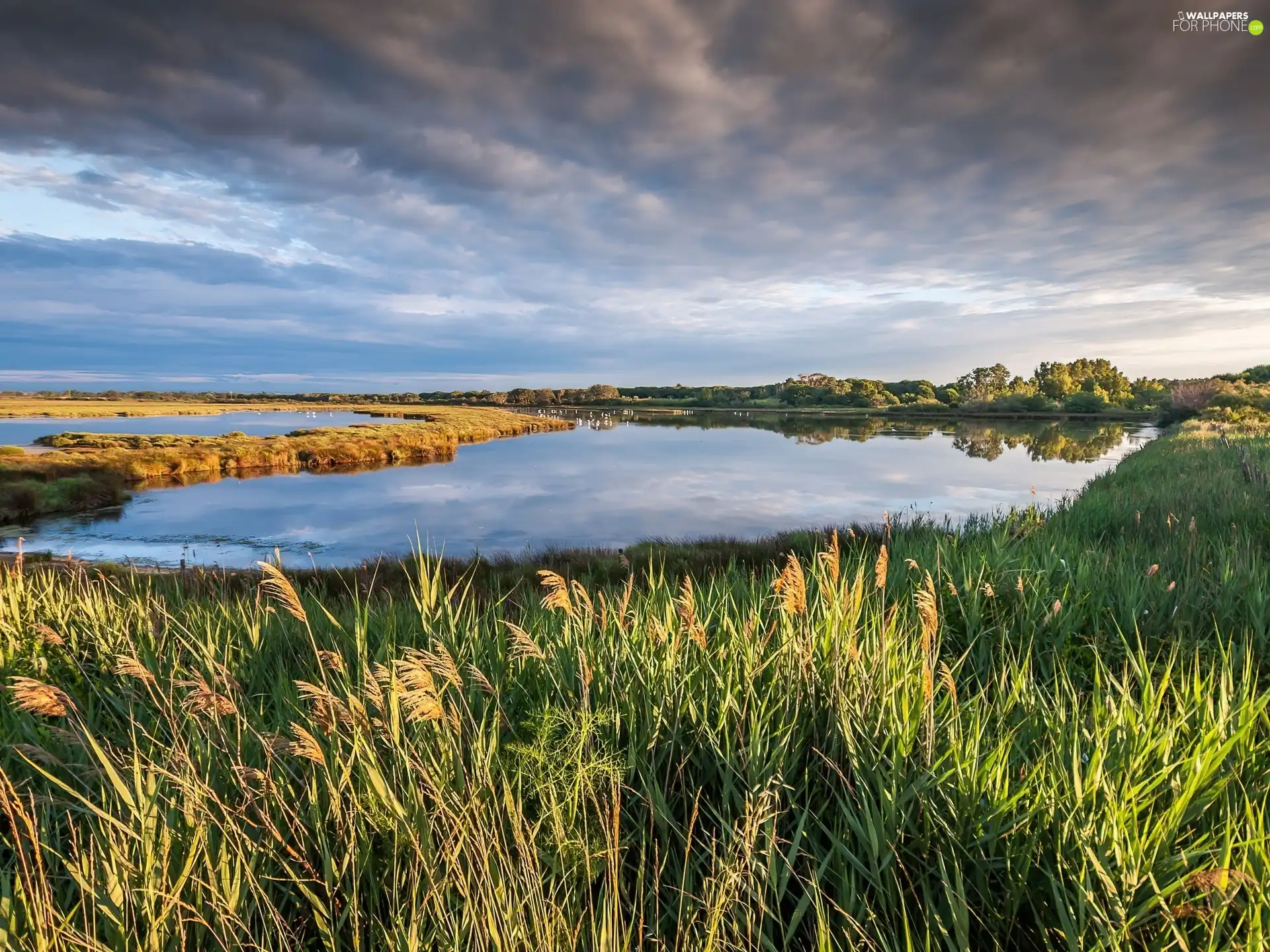 Extensive, rushes, Sky, lake