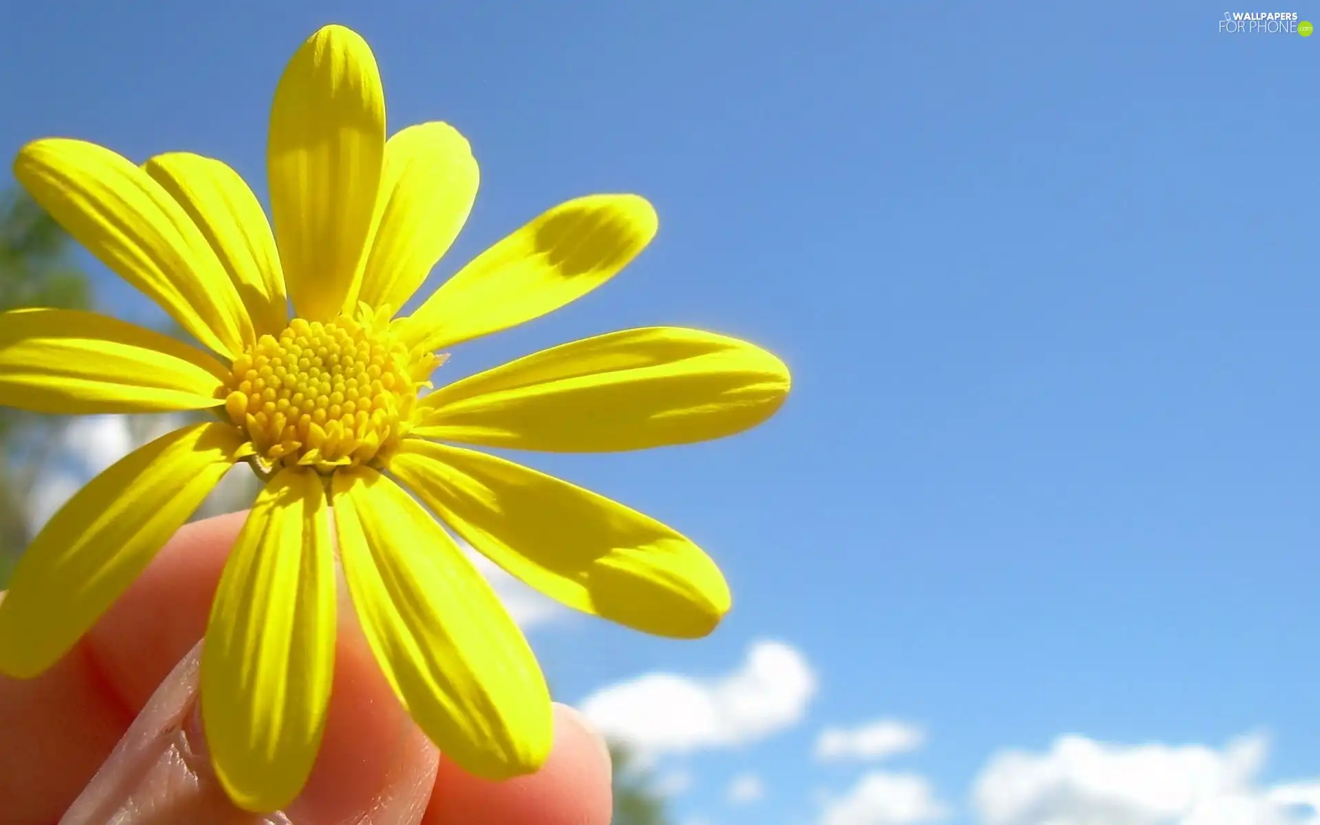 Sky, finger, Flower, blue, Yellow