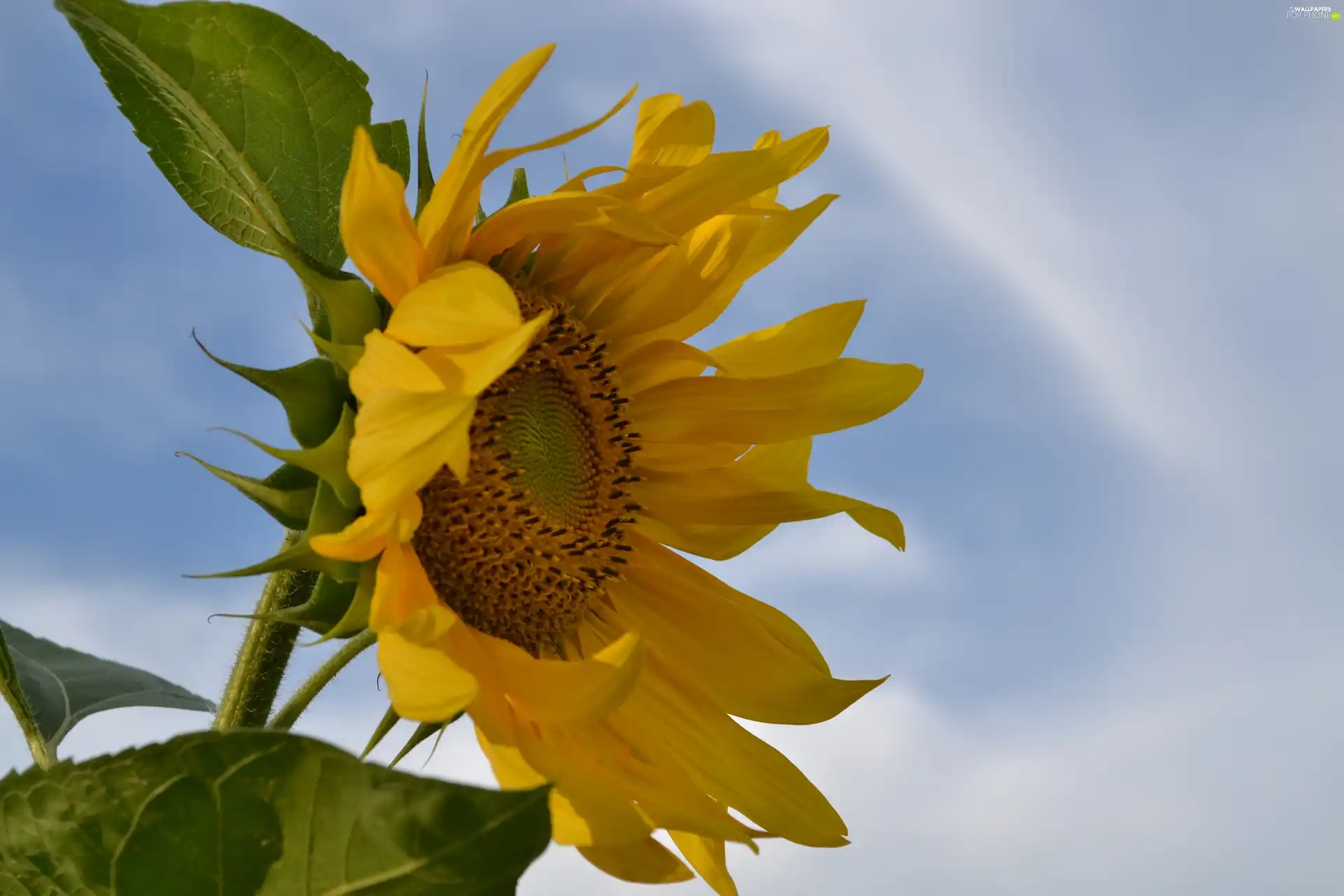 Sunflower, Sky