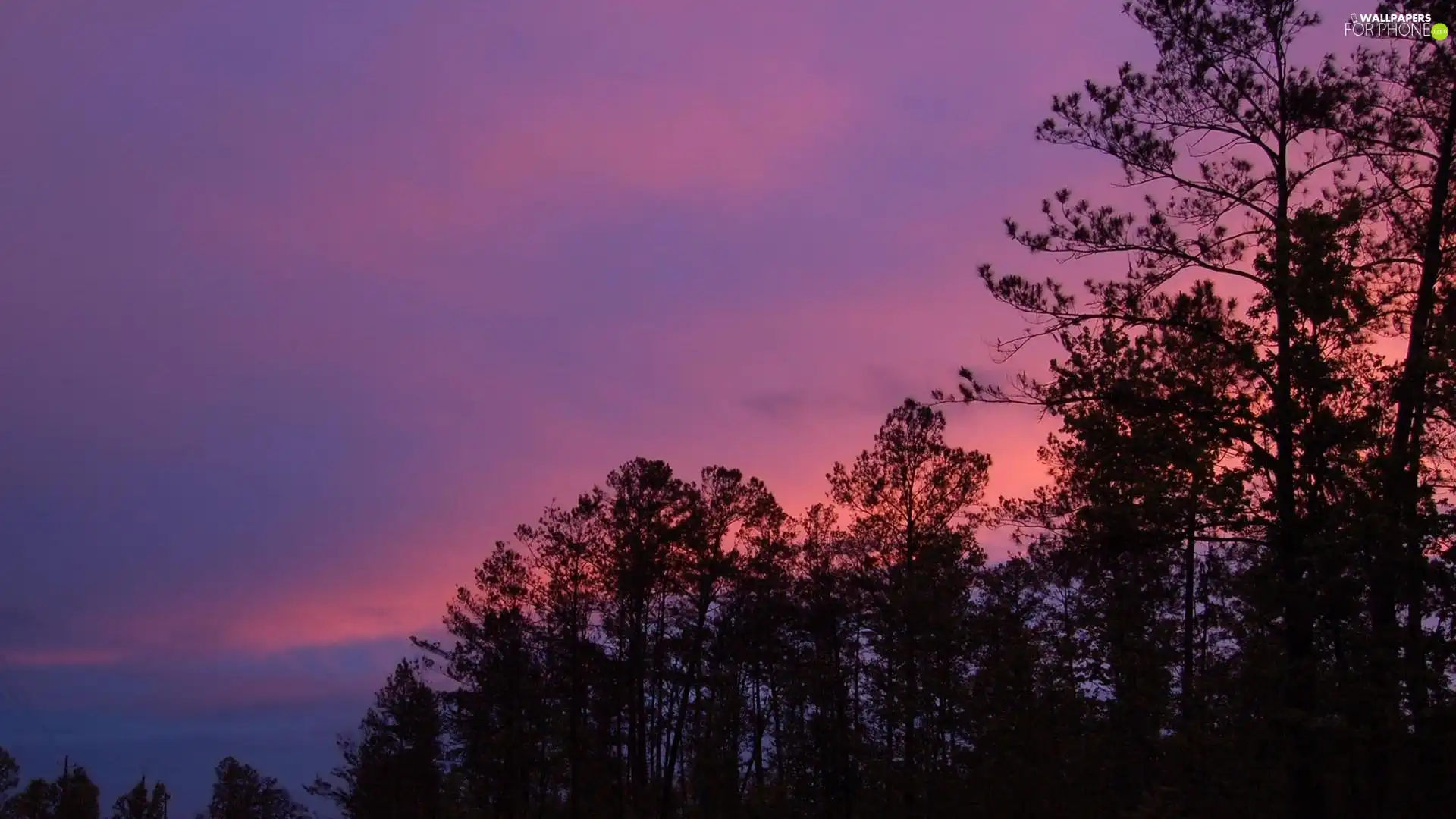 vertices, purple, Sky, trees