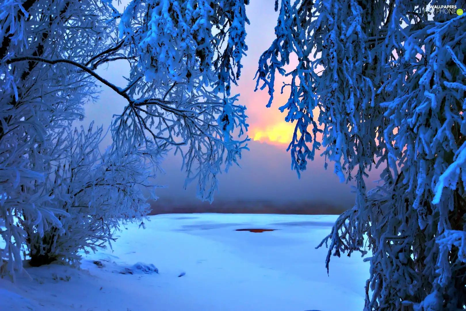 snow, trees, viewes