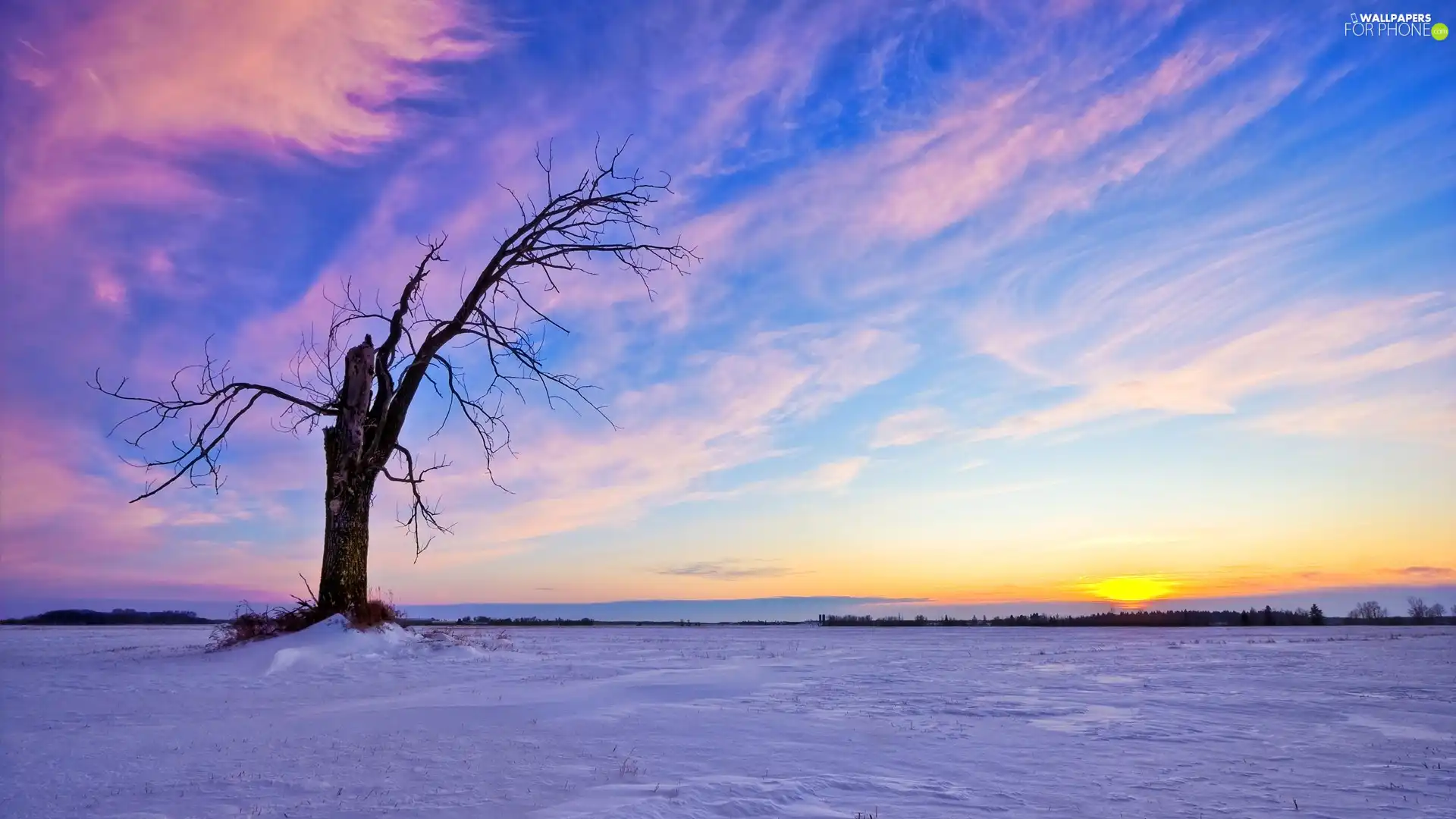 winter, trees, snow, dry