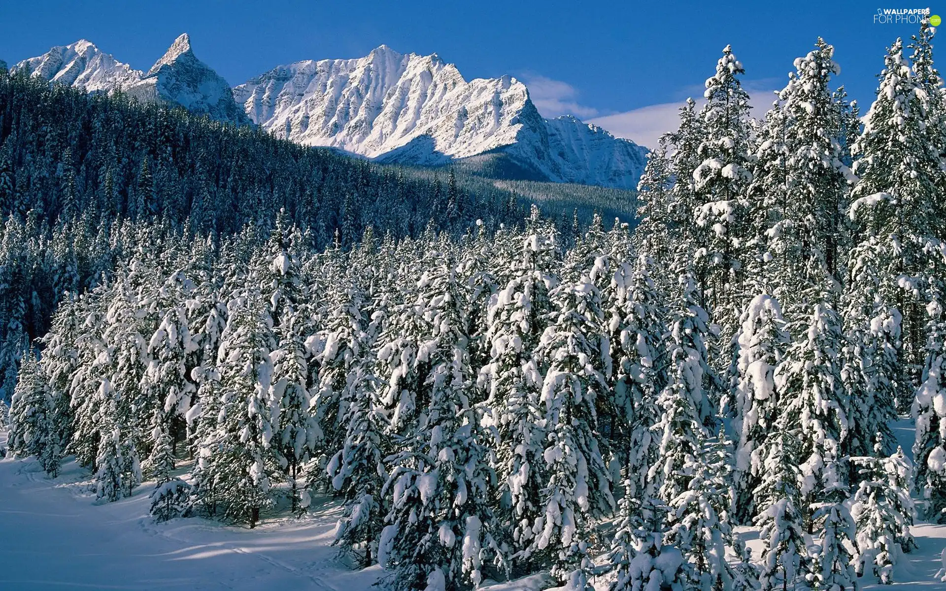 Mountains, Snowy, Spruces, winter