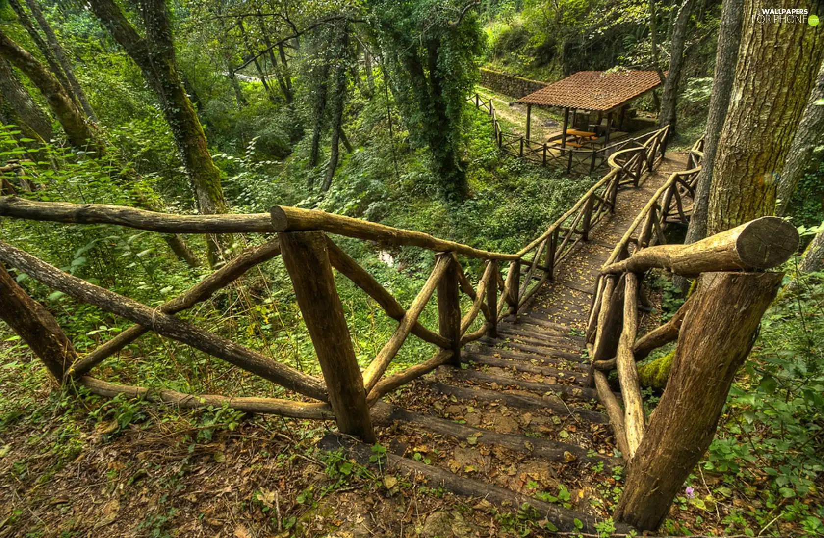 forest, Stairs