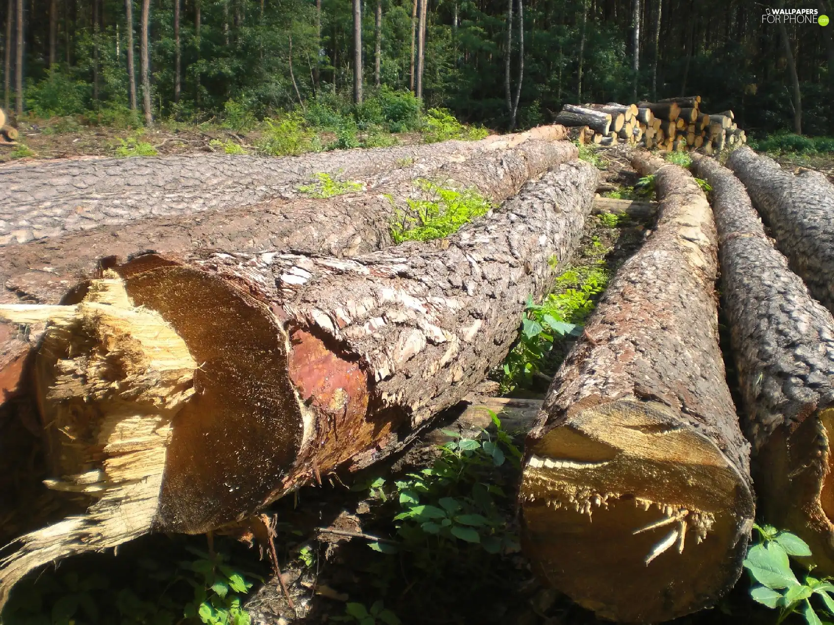 Stems, Felling, trees, viewes, forest