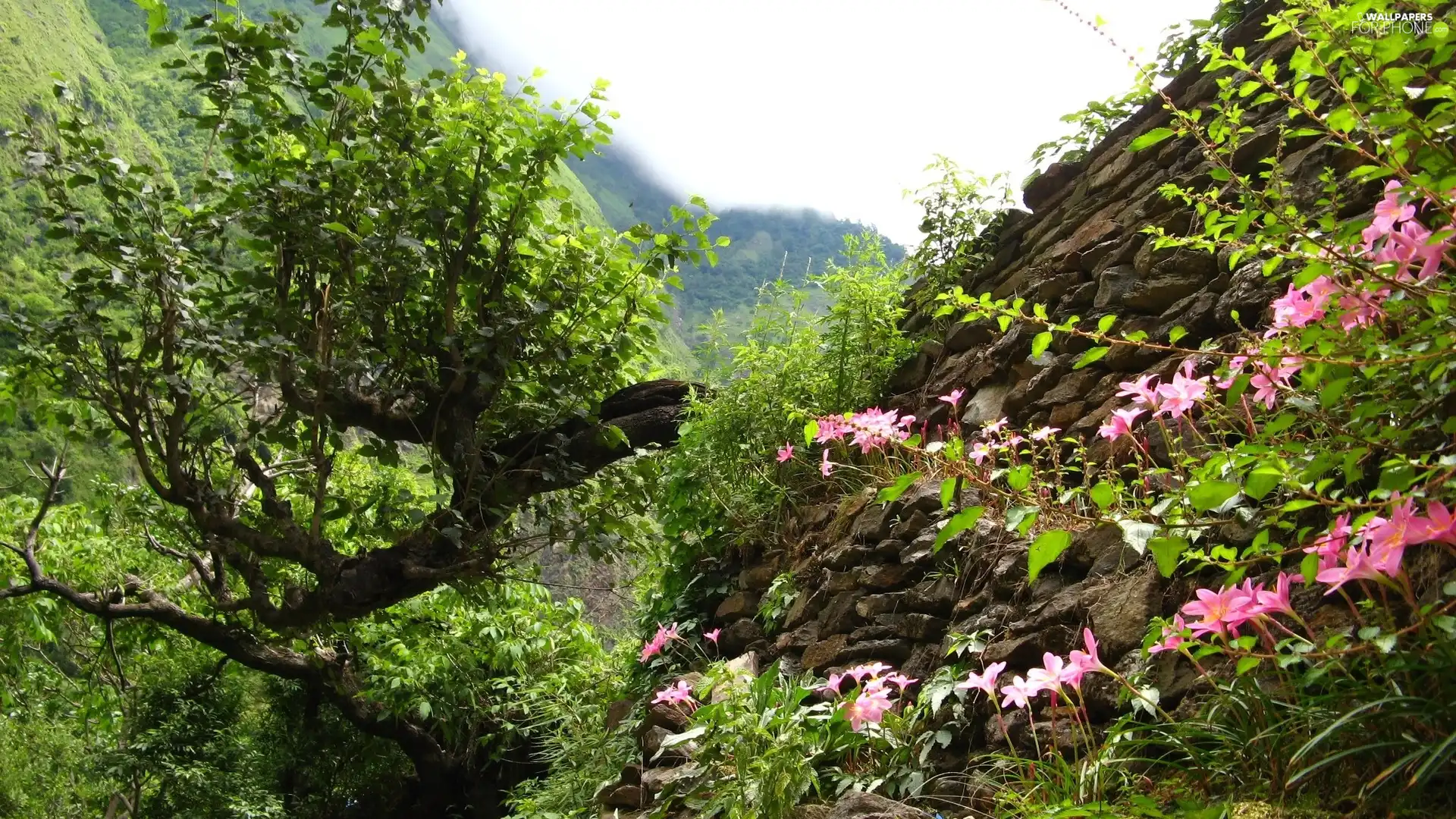 Stones, Mountains, VEGETATION