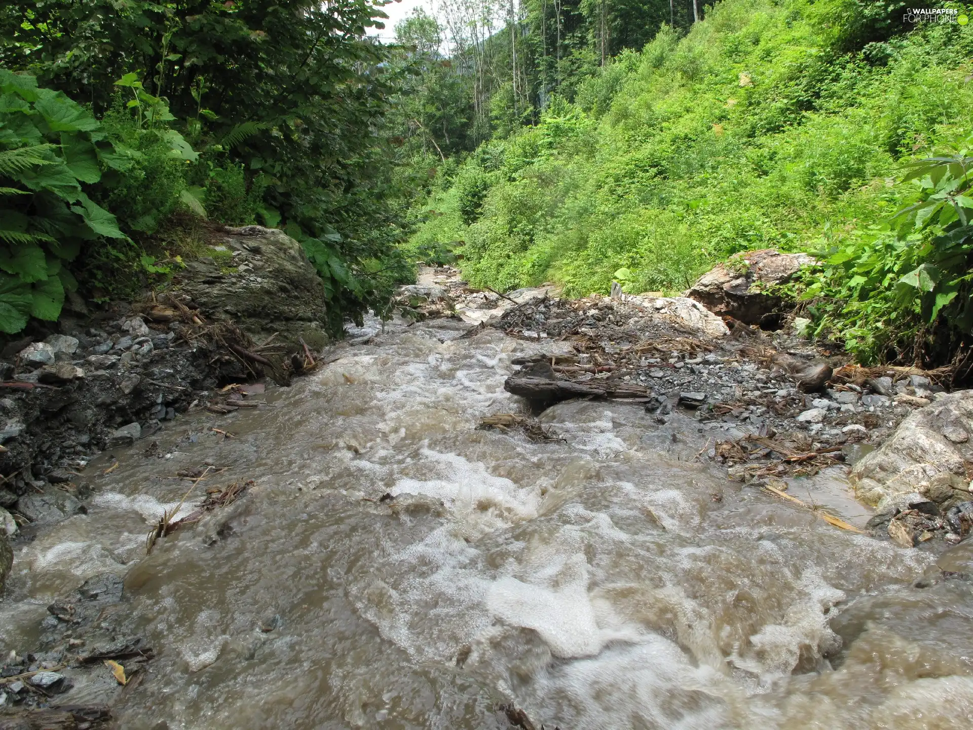 water, grass, Stones, forest