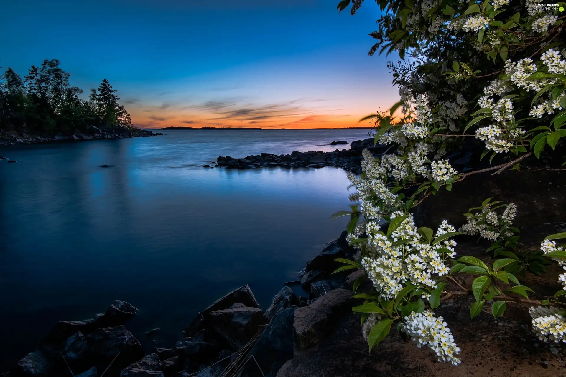 sun, Bird Cherry, Gulf, west, sea