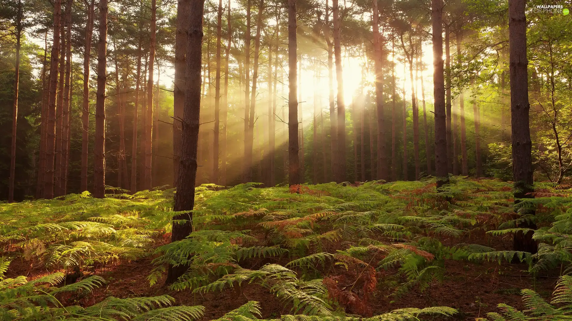 sun, forest, rays