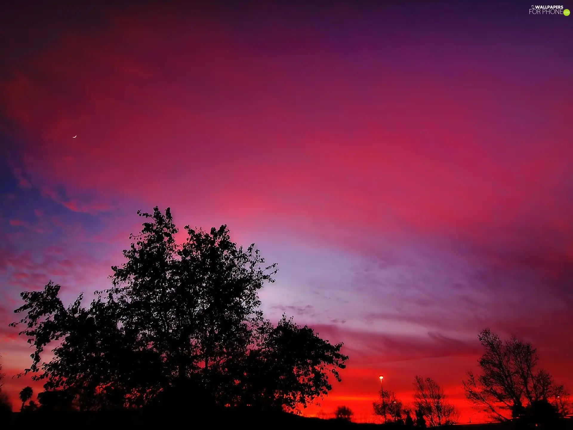 sun, trees, Sky, west, Pink