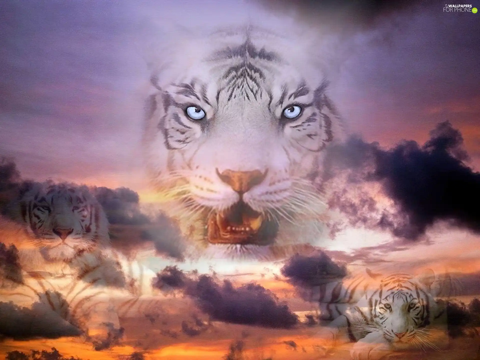 White, west, sun, tigress