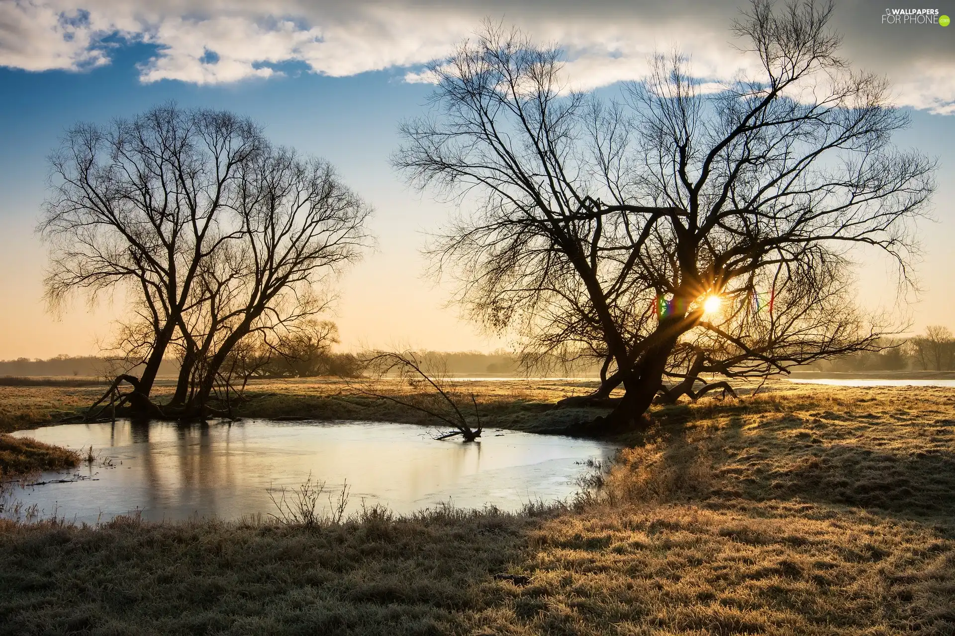 Pond - car, morning, trees, viewes, leafless