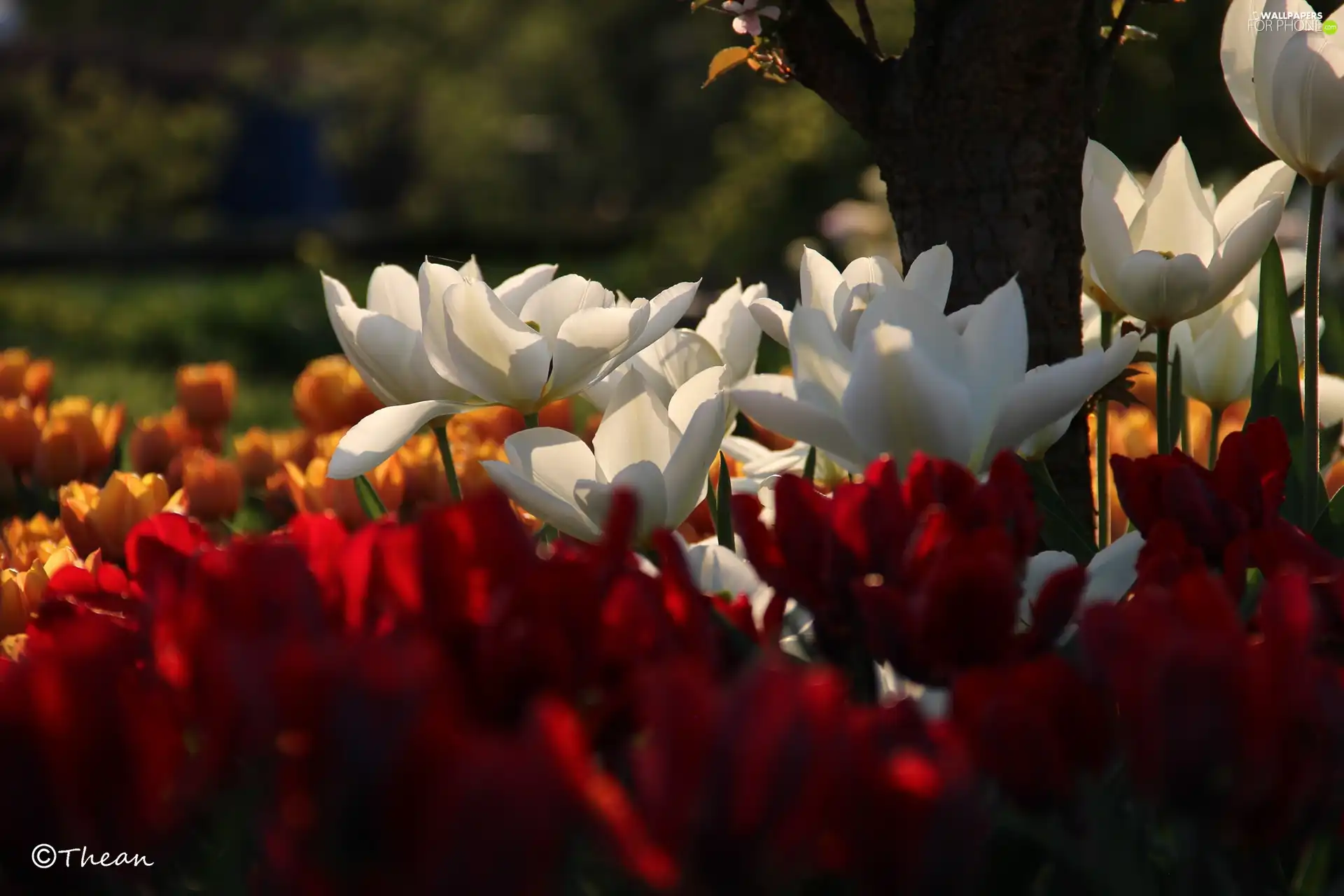 trees, White, Tulips