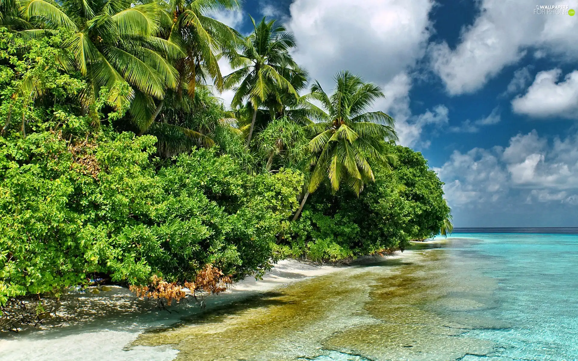 clouds, Palms, tropic, Ocean