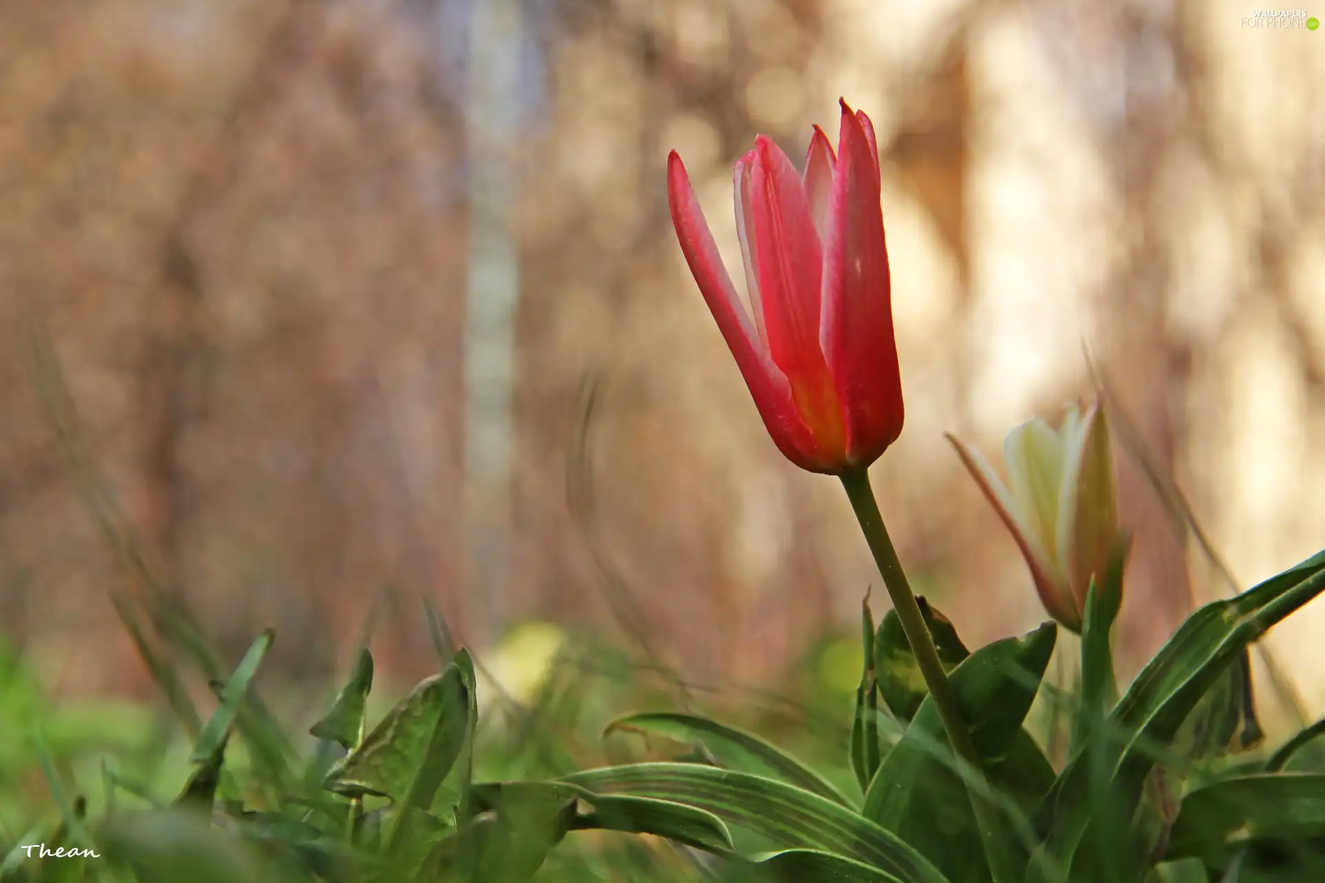 Red, tulip