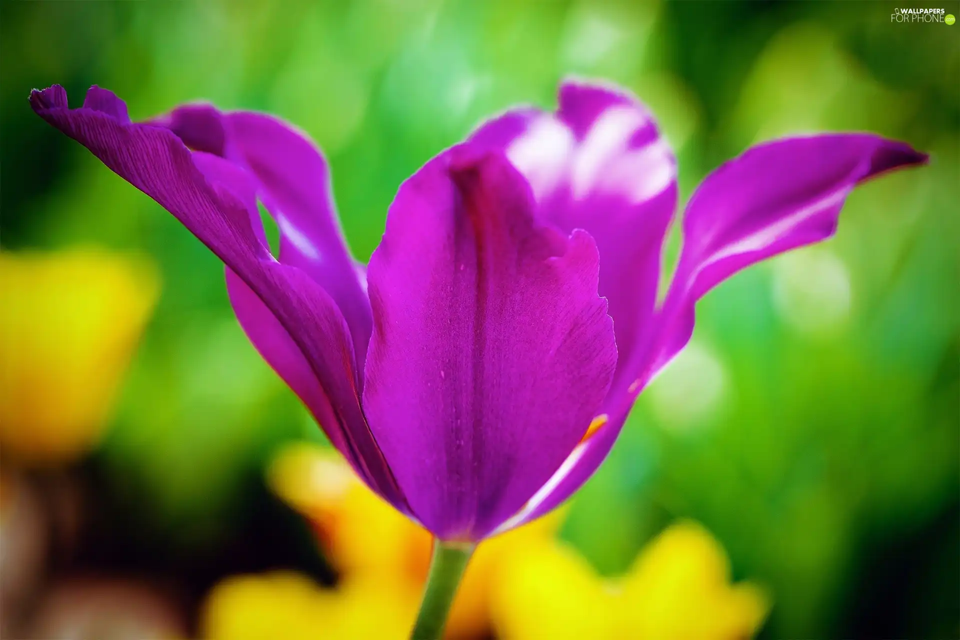 Violet, tulip