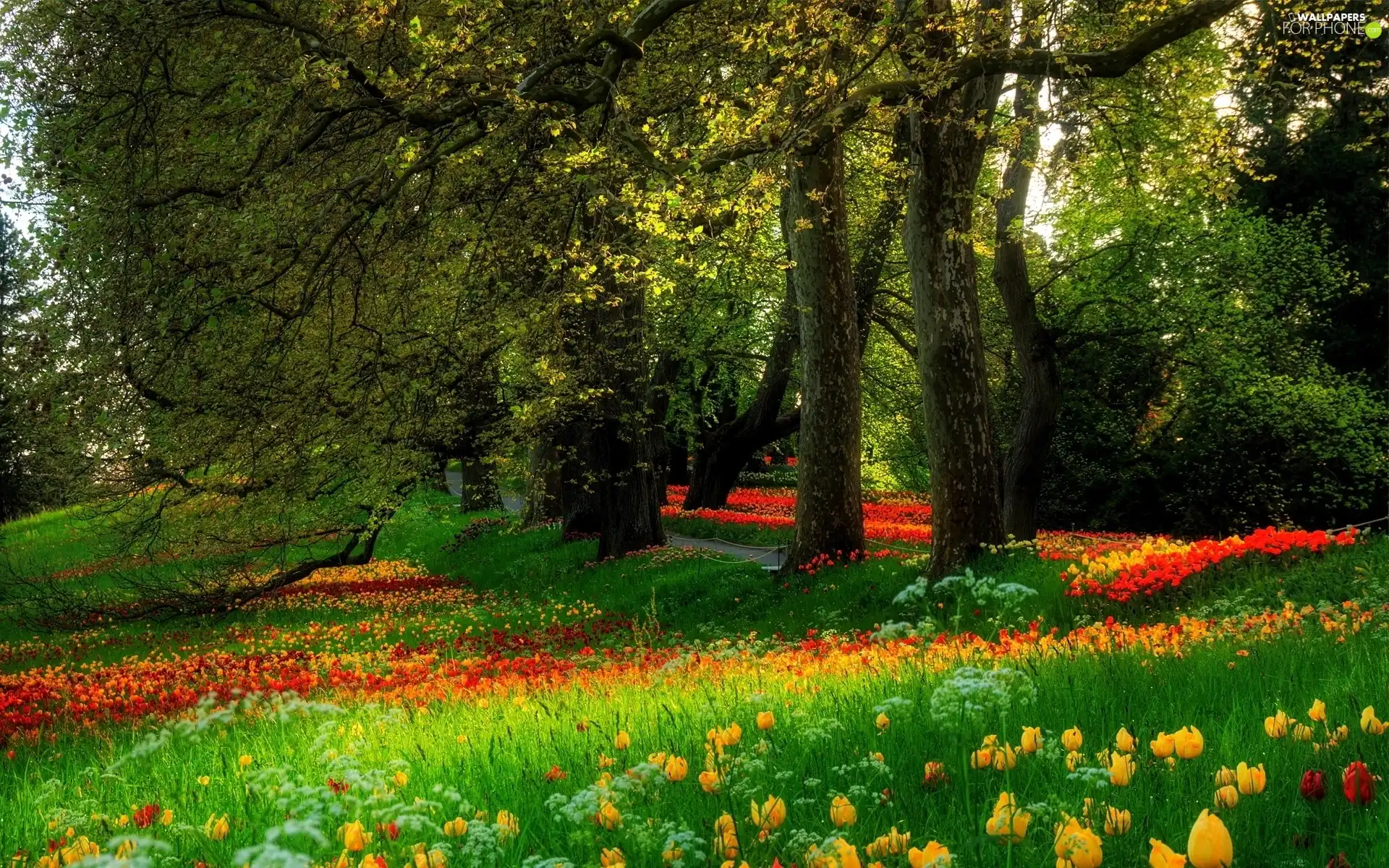 Park, viewes, Tulips, trees