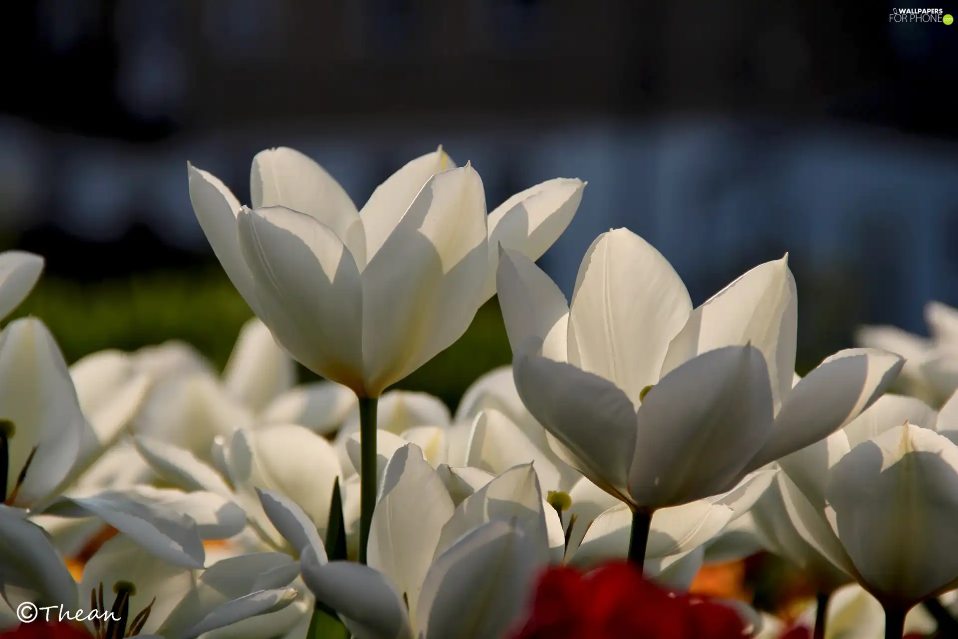 White, Tulips