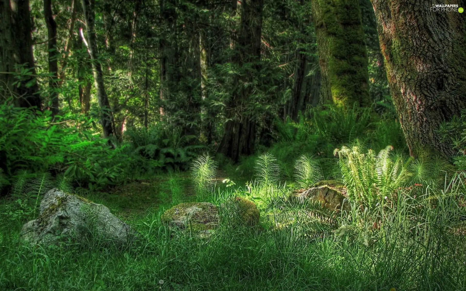 trees, fern, viewes, forest, flash, luminosity, ligh, sun, Przebijające