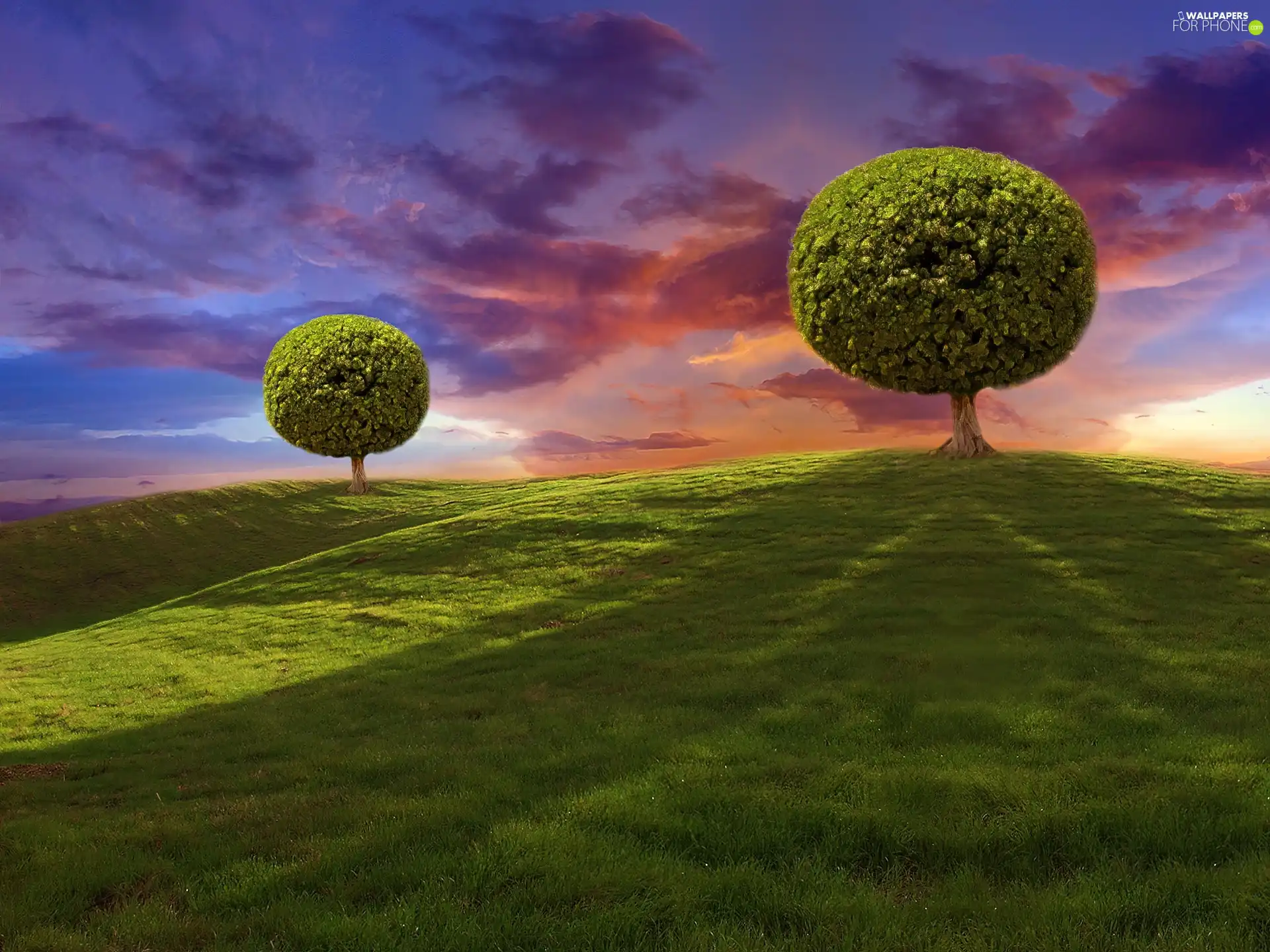 viewes, Meadow, sun, trees, west