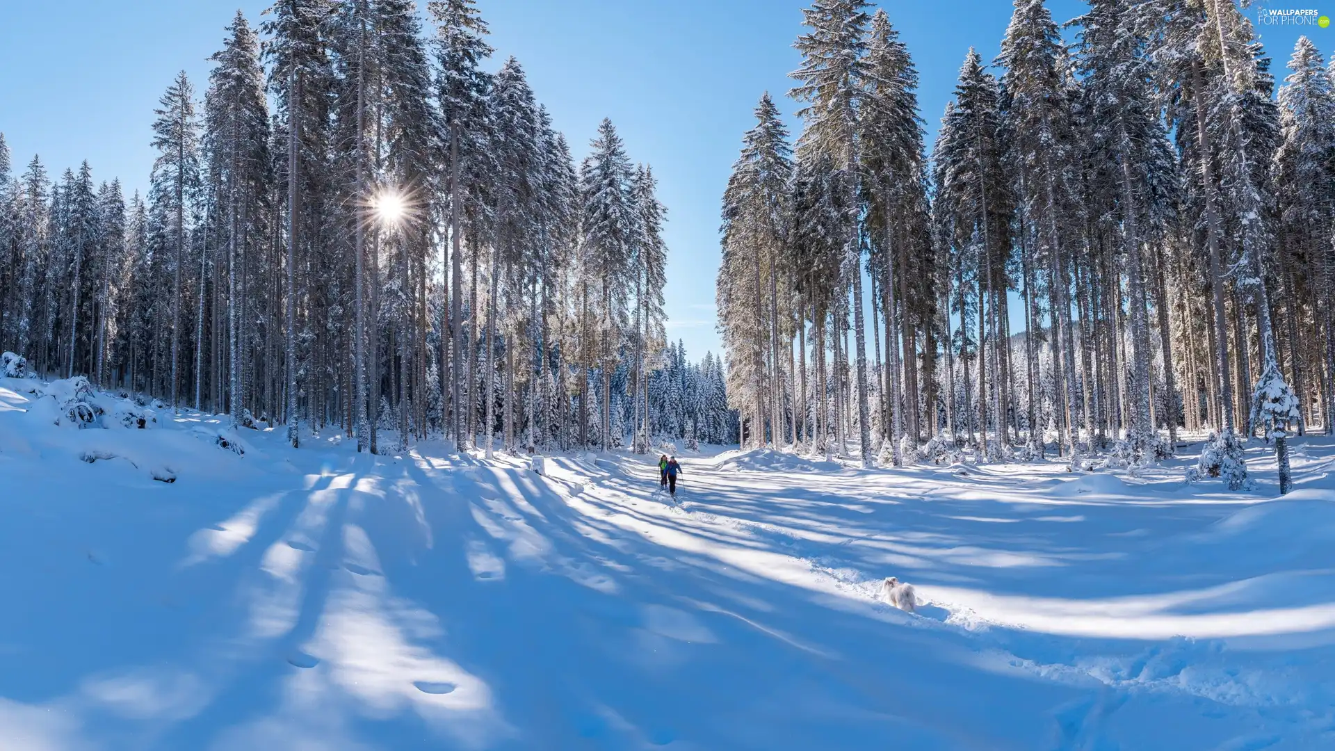 viewes, winter, Skiers, dog, rays of the Sun, trees