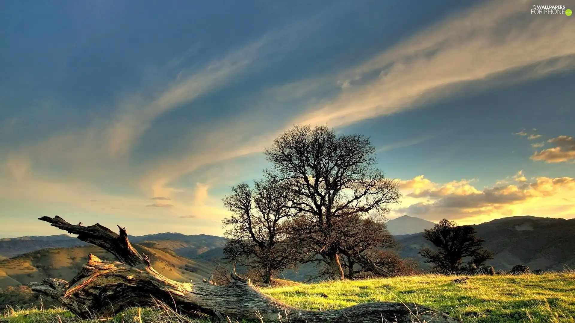 viewes, trunk, clouds, trees, Mountains