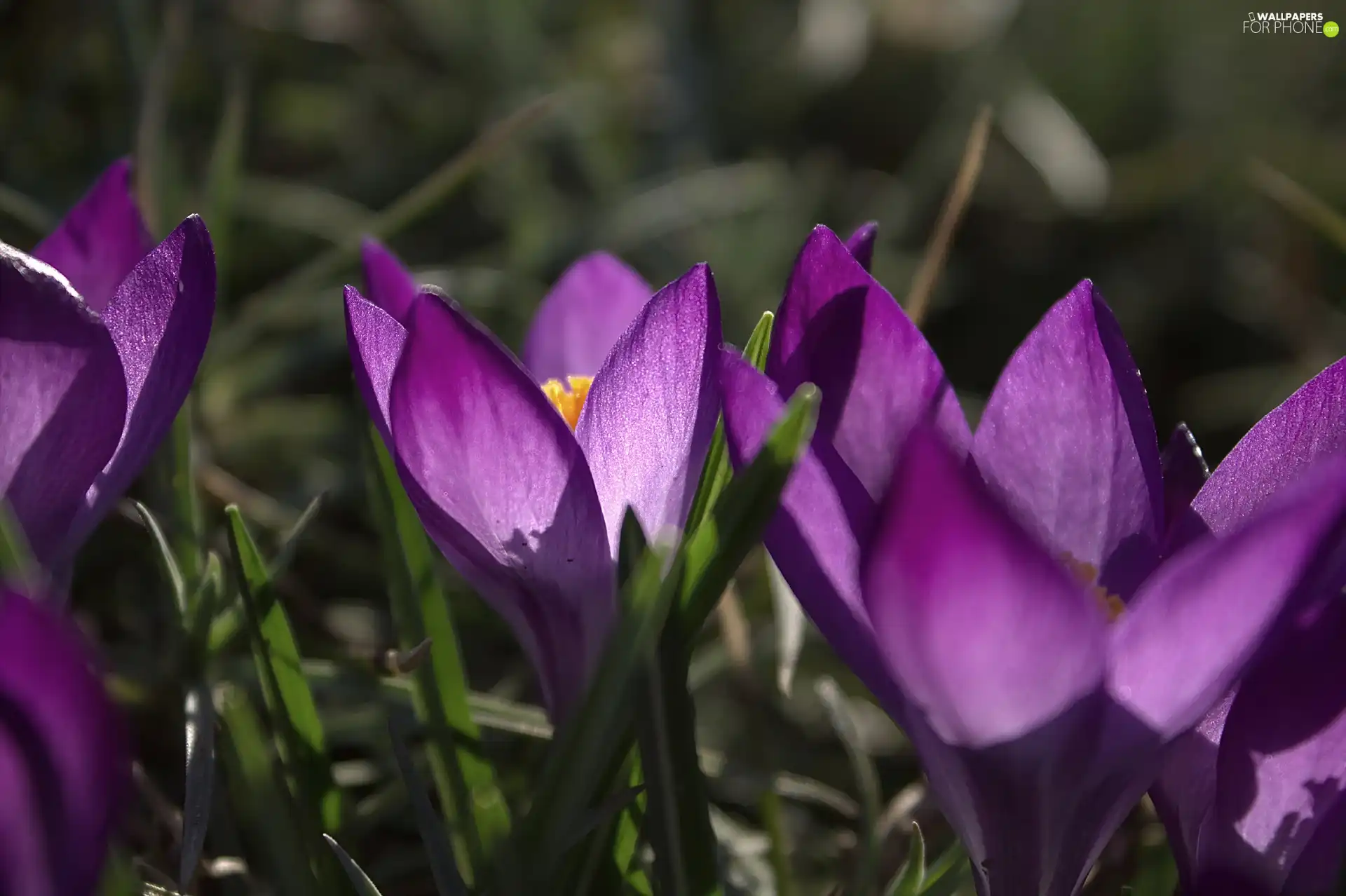 crocus, Violet