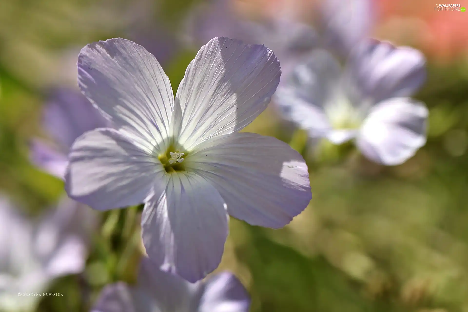 Colourfull Flowers, Linum Hirsutum, Violet