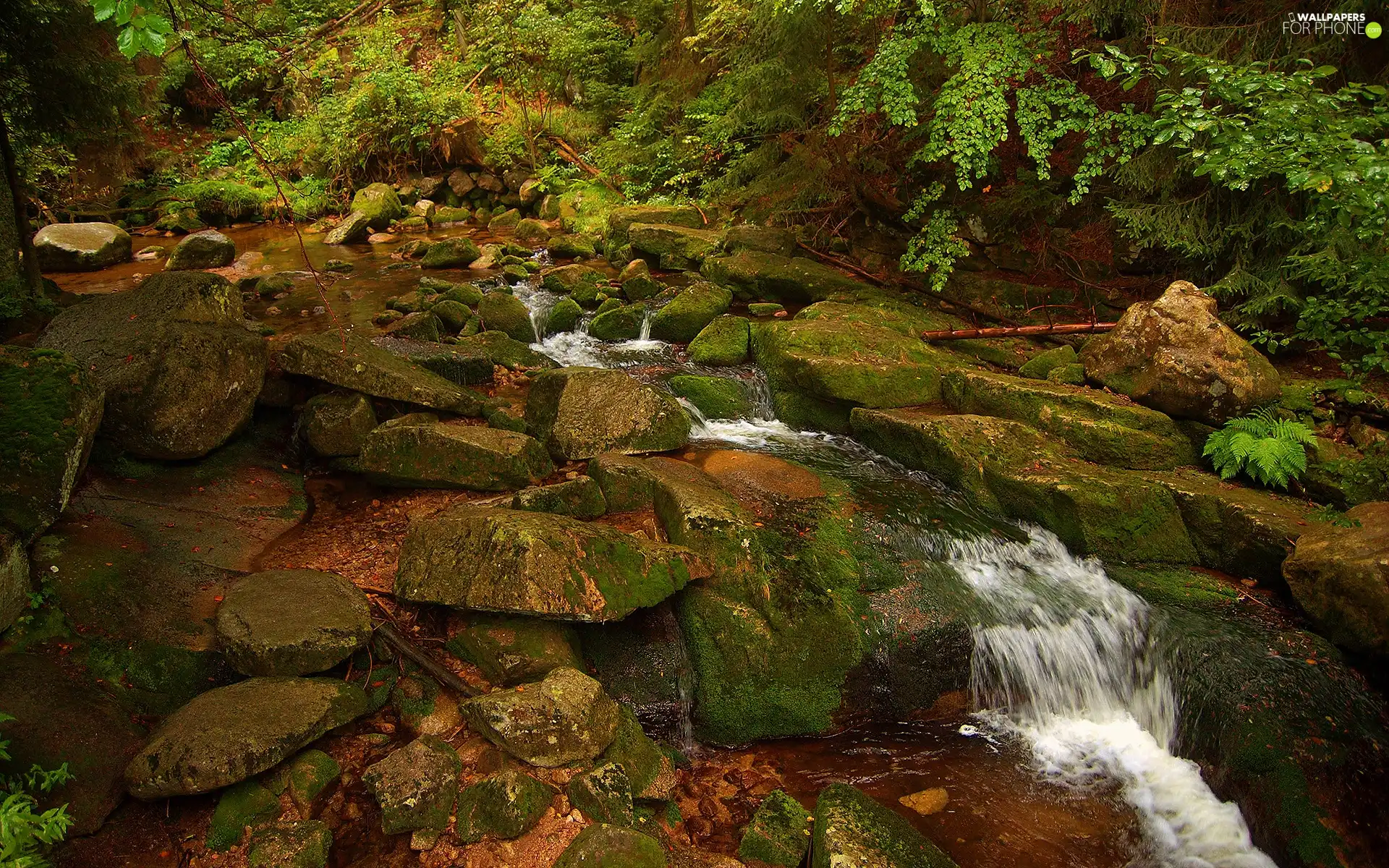 brook, Cascades, water, Stones