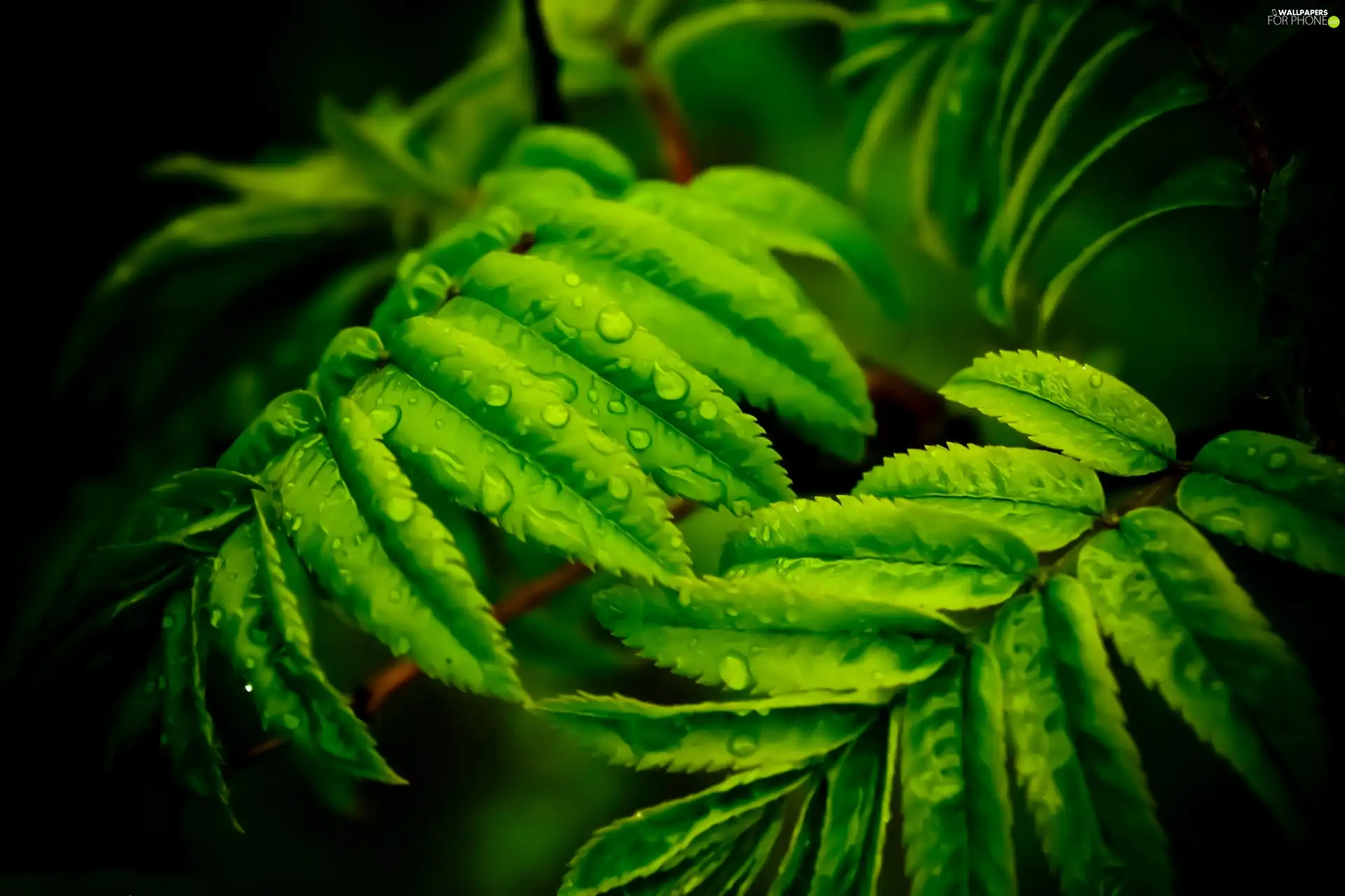 green ones, droplets, water, Leaf