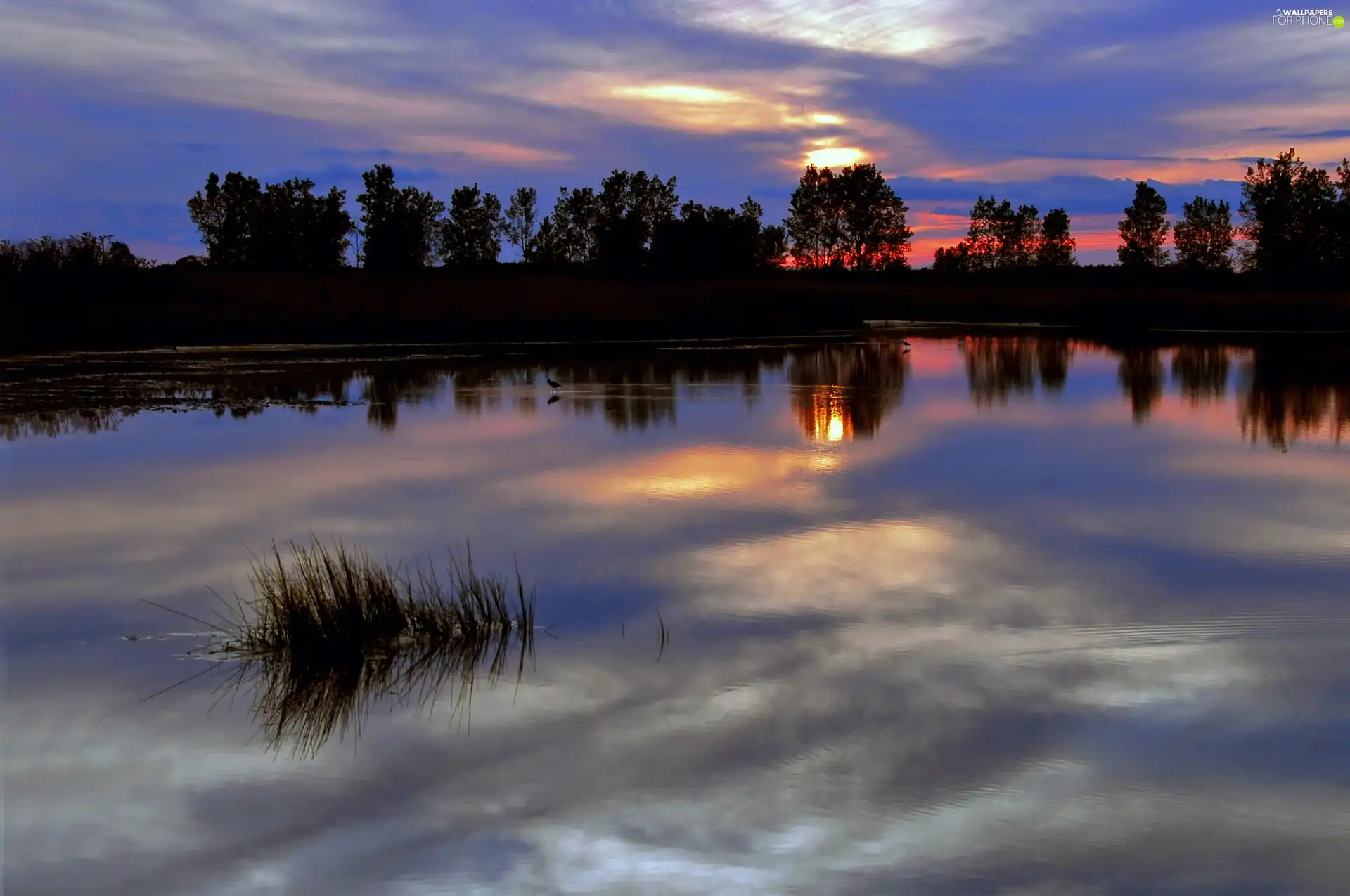 west, sun, trees, viewes, lake