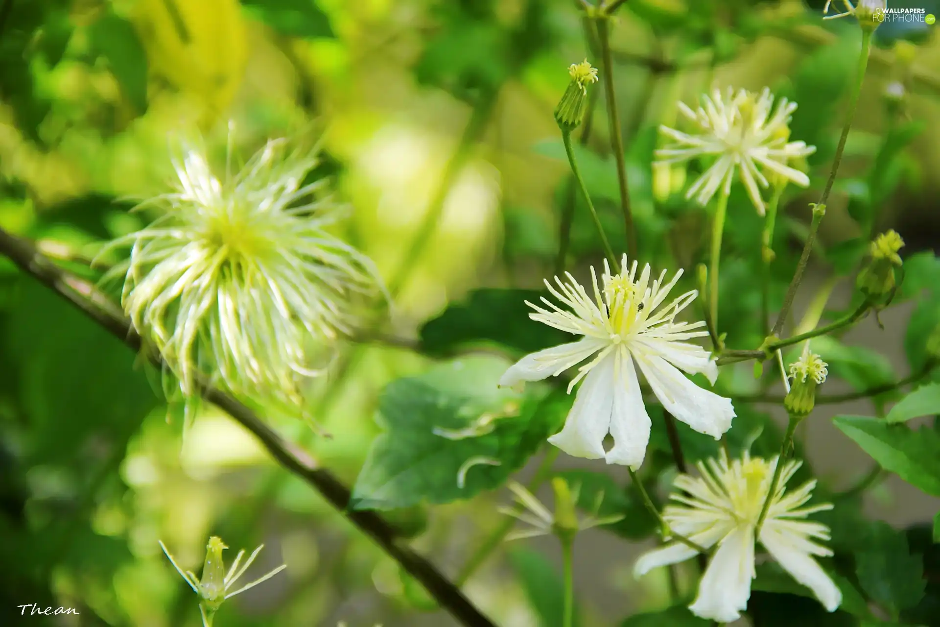 Flowers, White