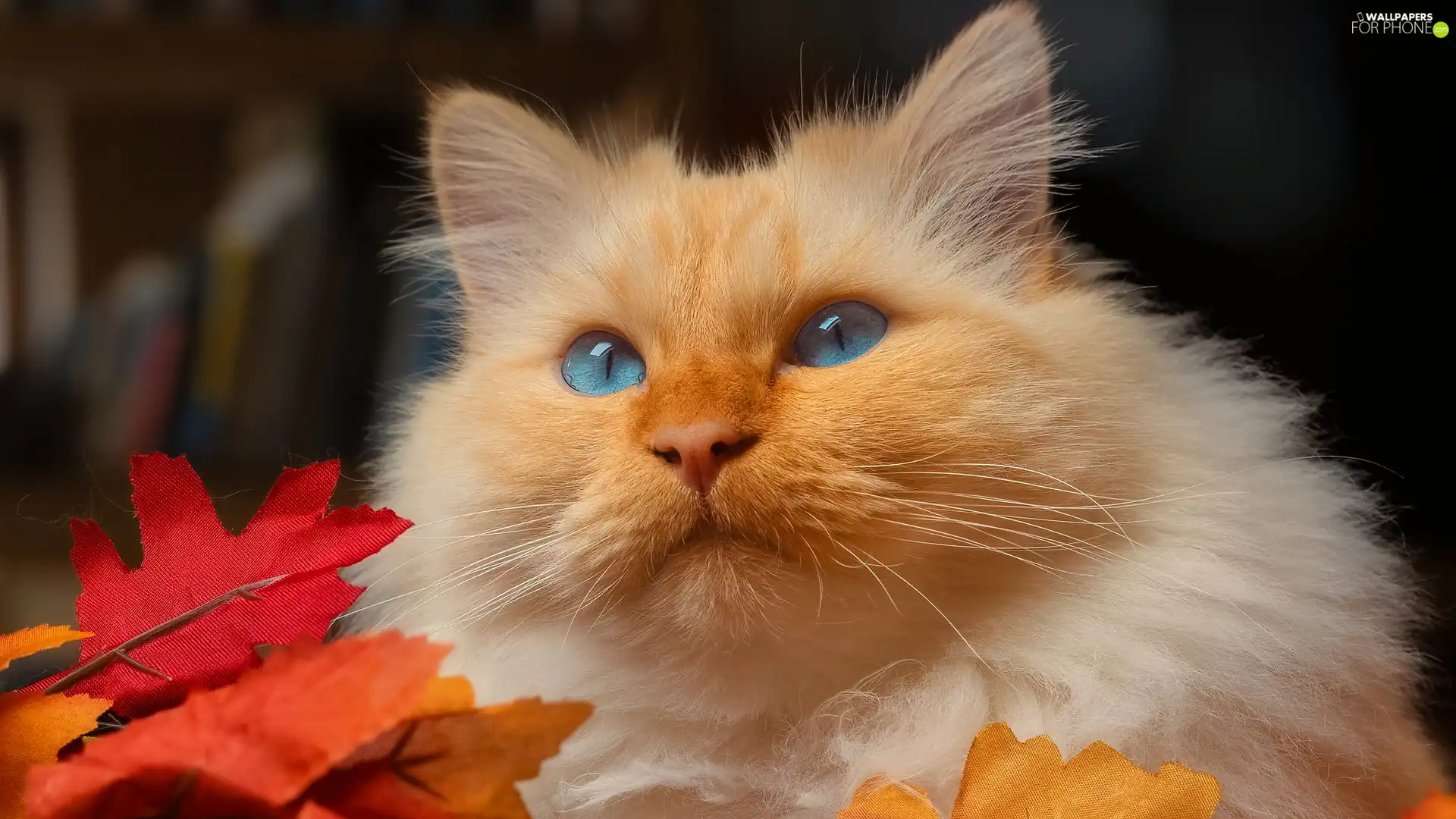 gazing, cat, Leaf, white and red