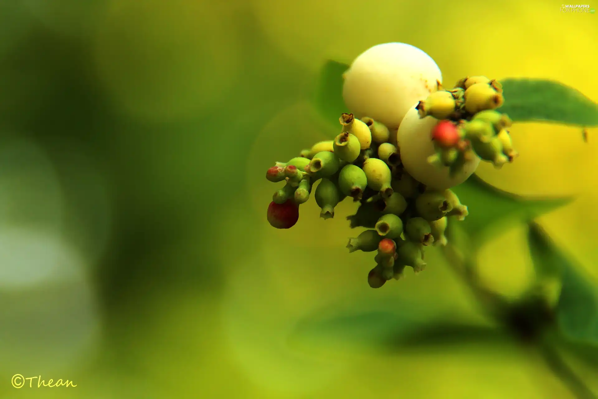 The beads, Symphoricarpos Duhamel, White