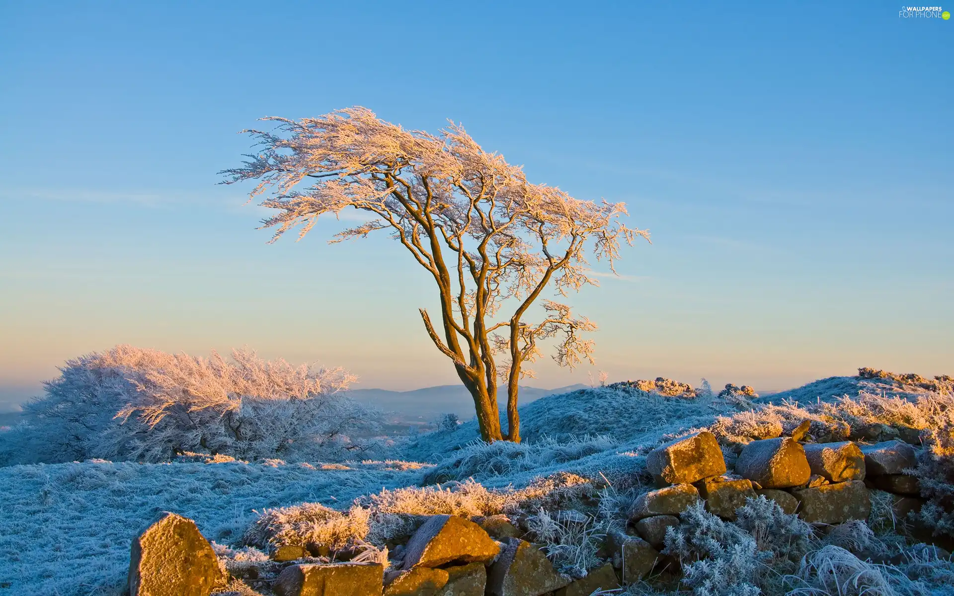 winter, trees, Stones