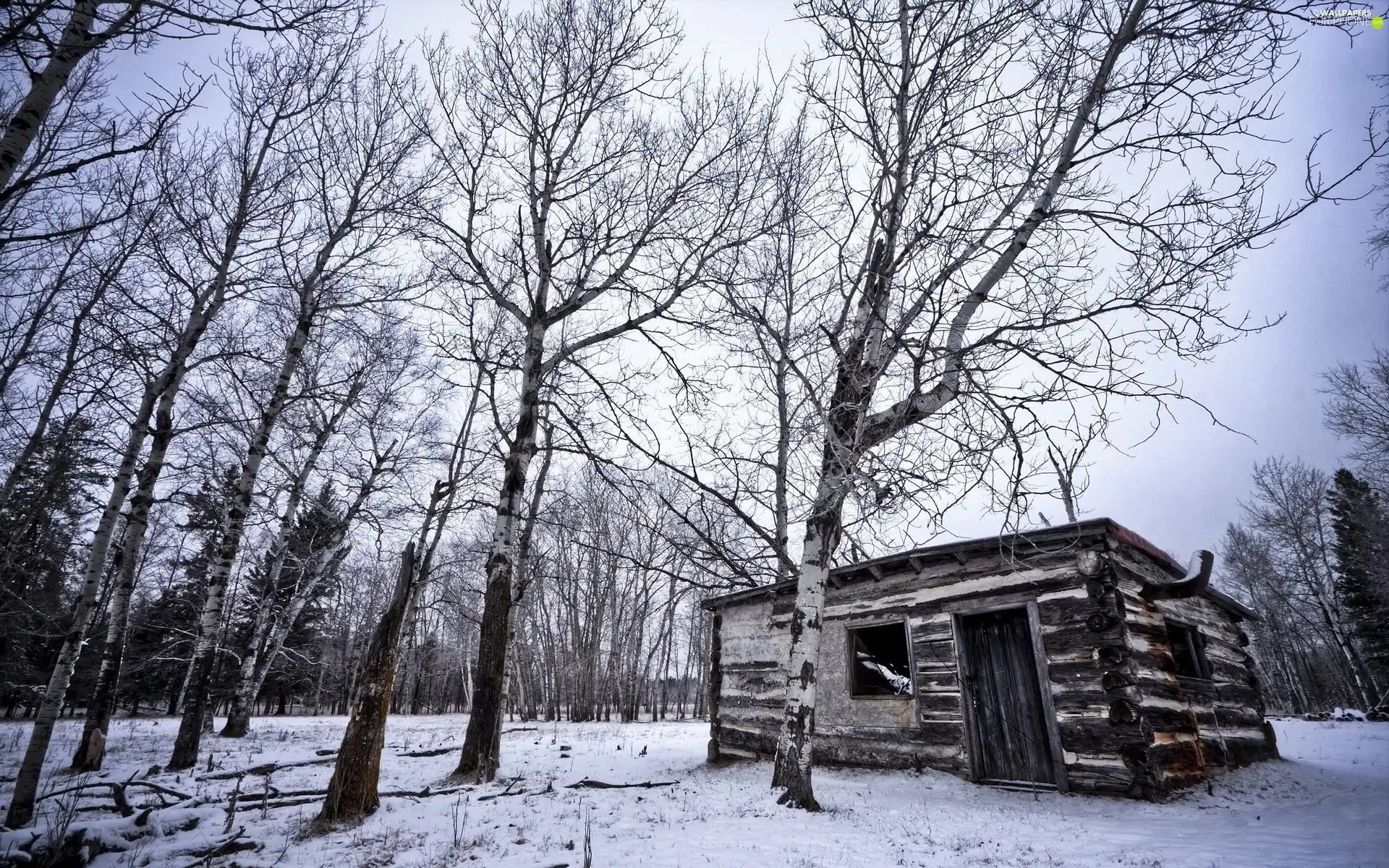 Wooden, Cottage, trees, viewes, winter