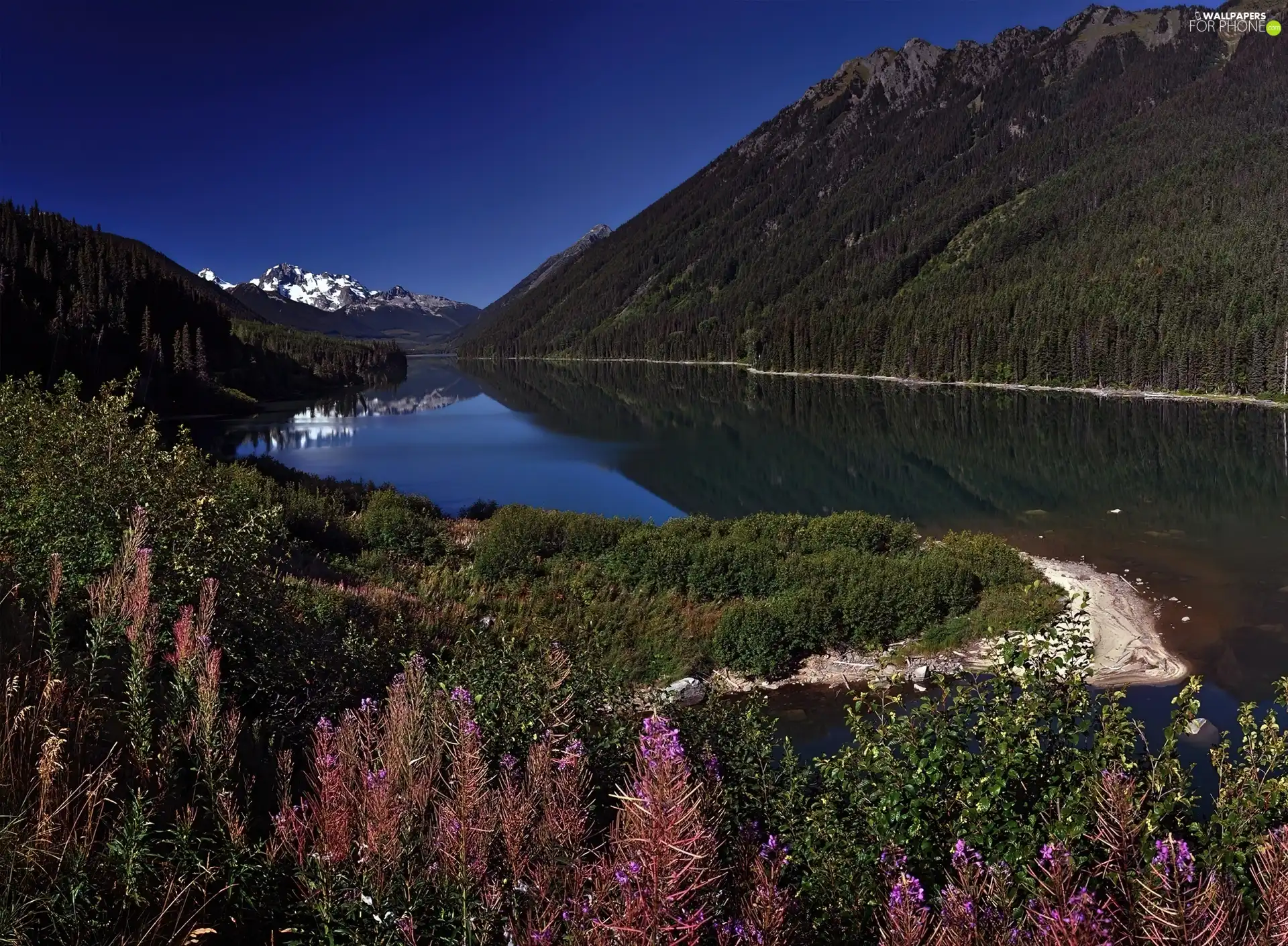 woods, lake, Mountains