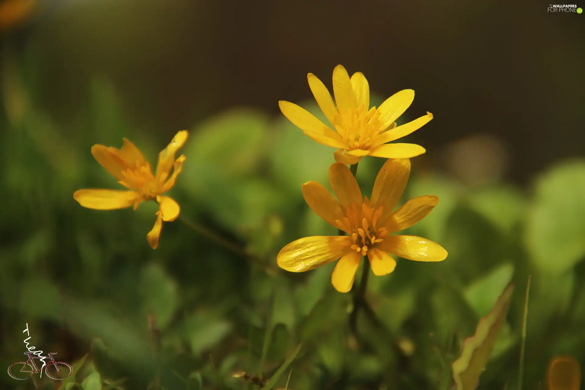 Flowers, fig buttercup, Yellow